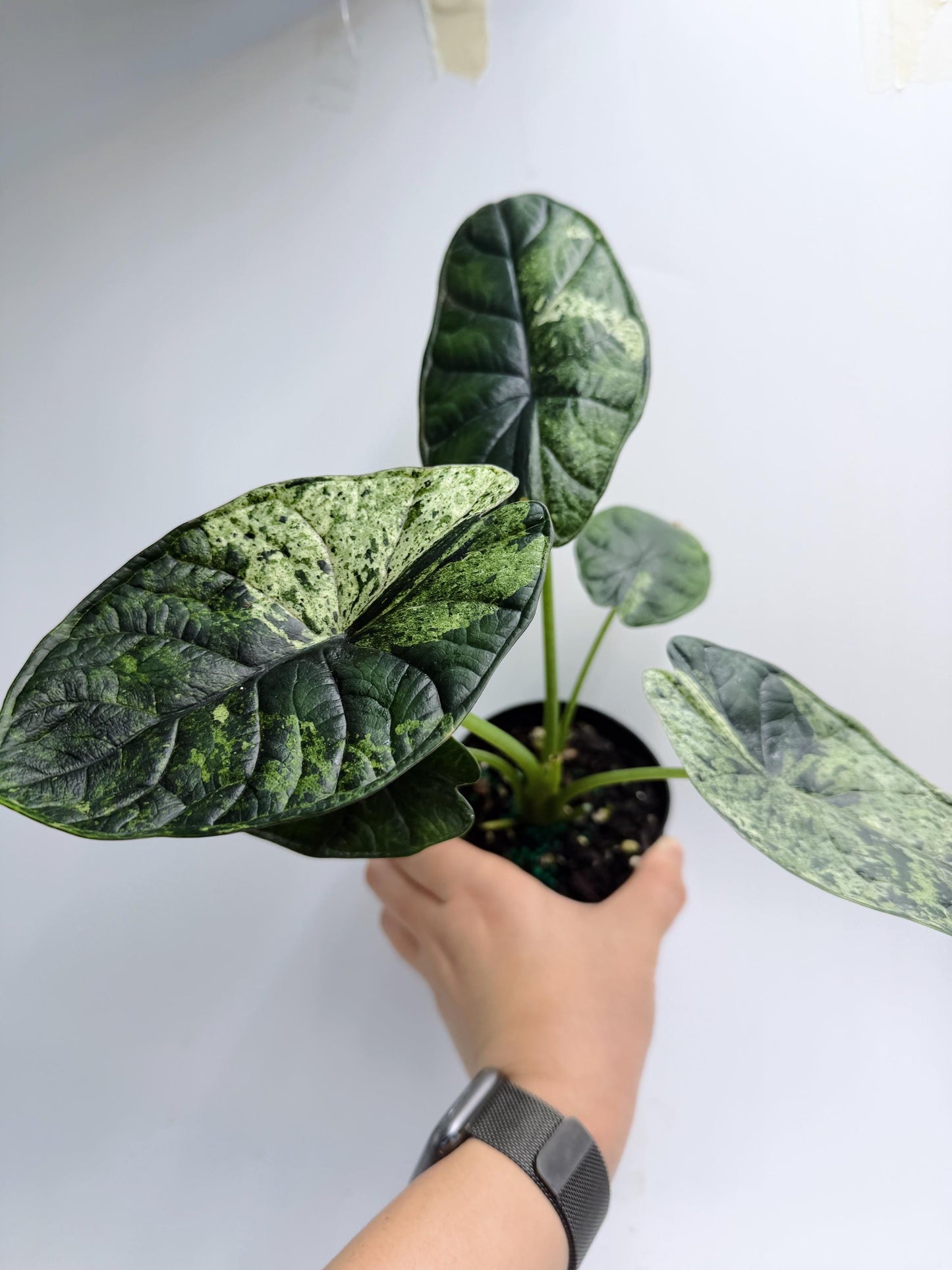 Alocasia Dragon Scale Mint