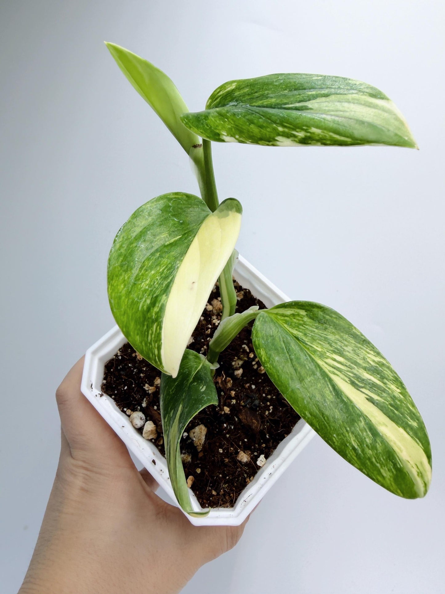 Monstera Standleyana Aurea Variegated