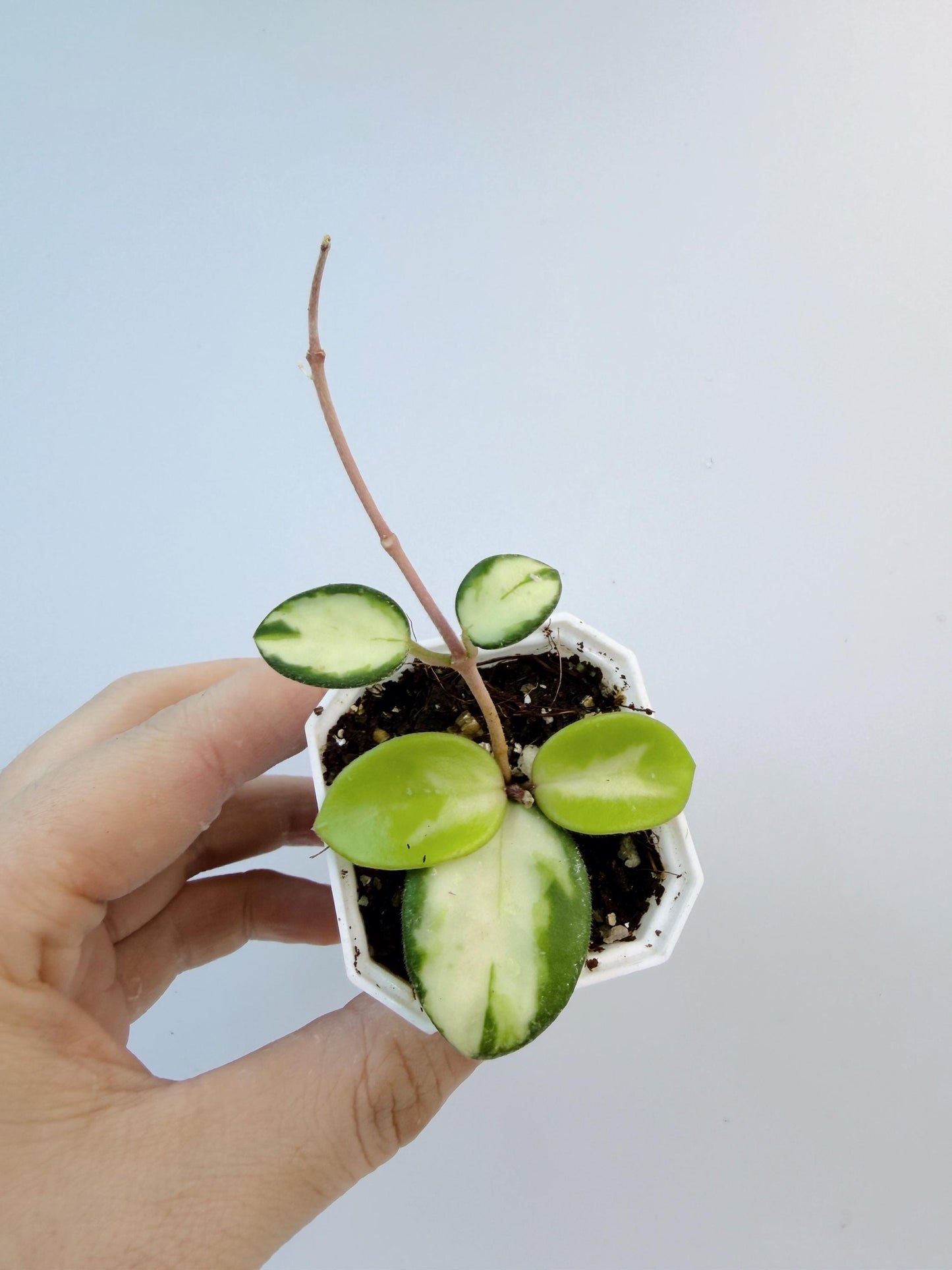 Hoya Mathilde Inner Variegated