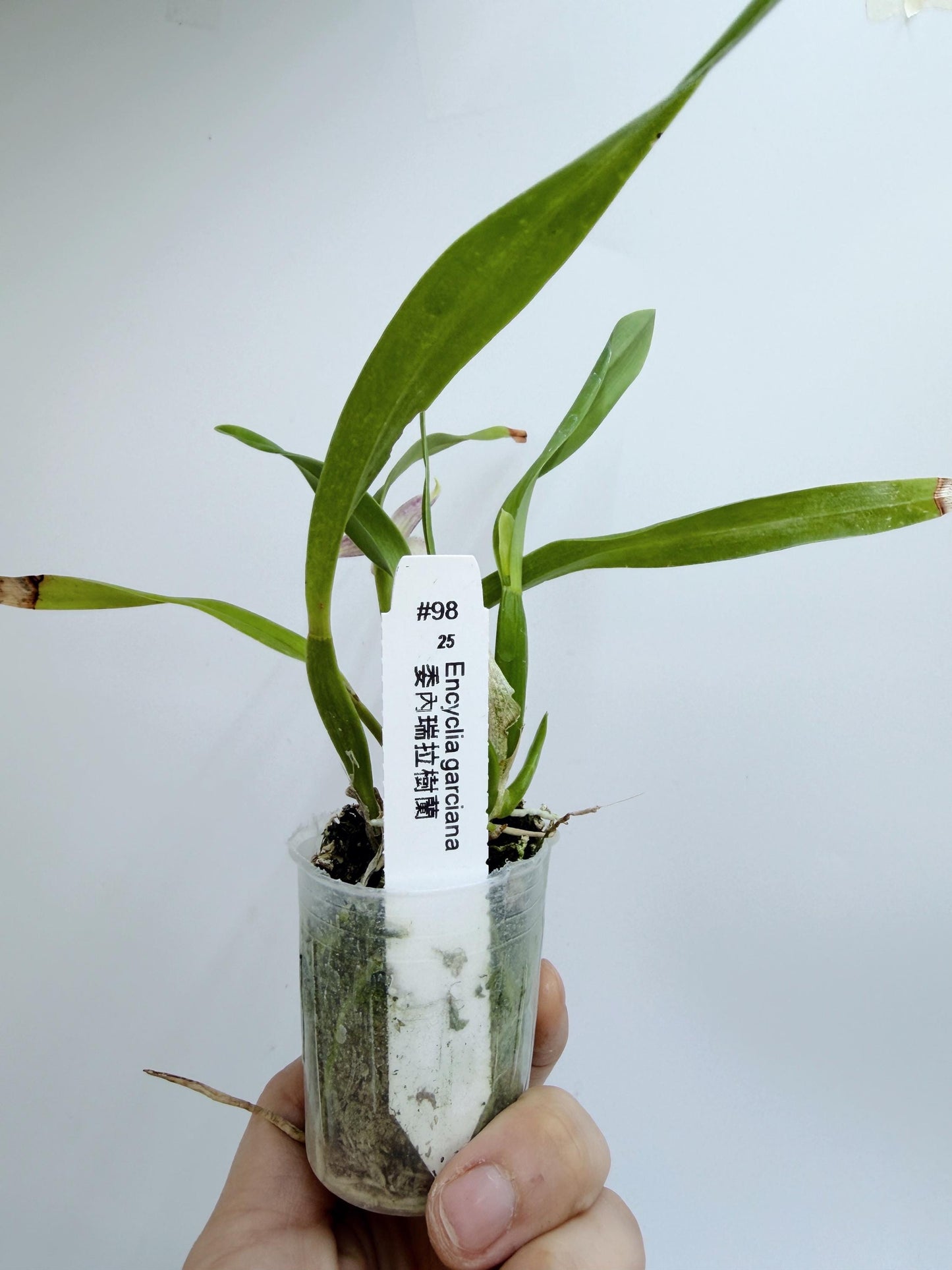 Encyclia garciana