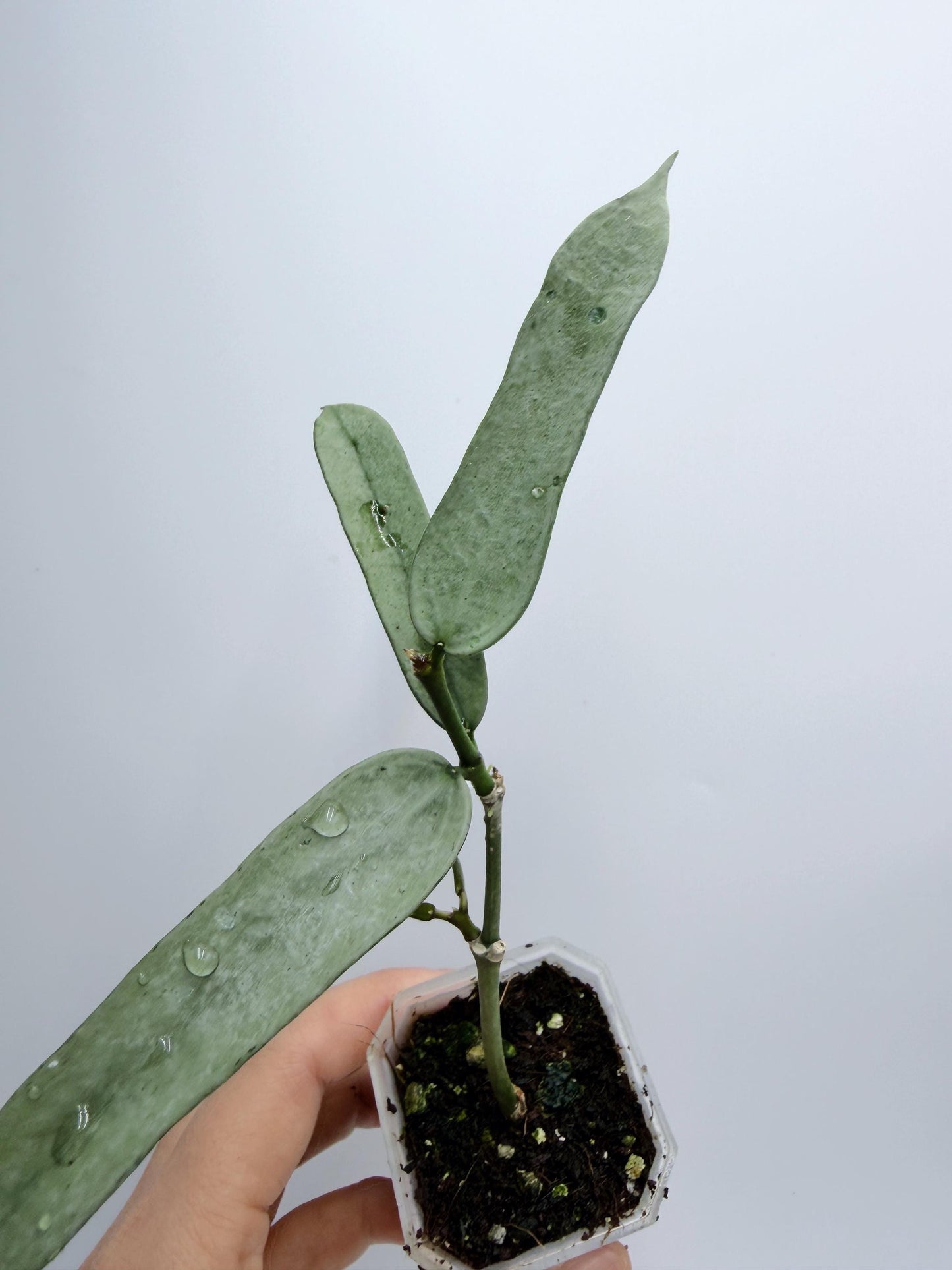 Hoya Pandurata Silver