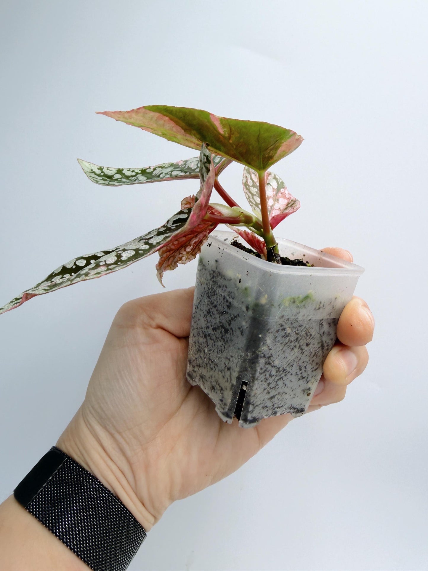 Begonia Snow Capped Variegated