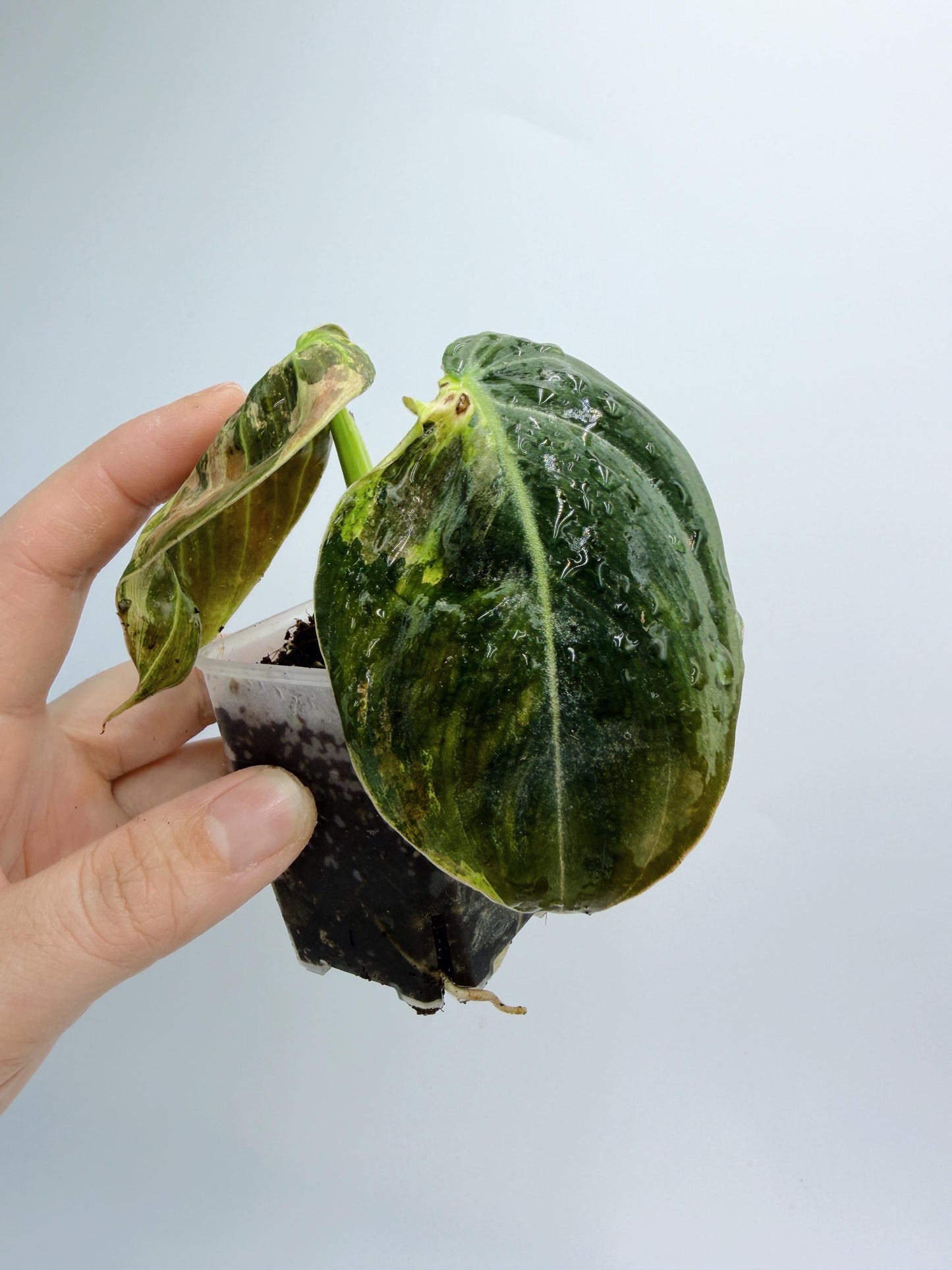 Philodendron Melanochrysum Variegated