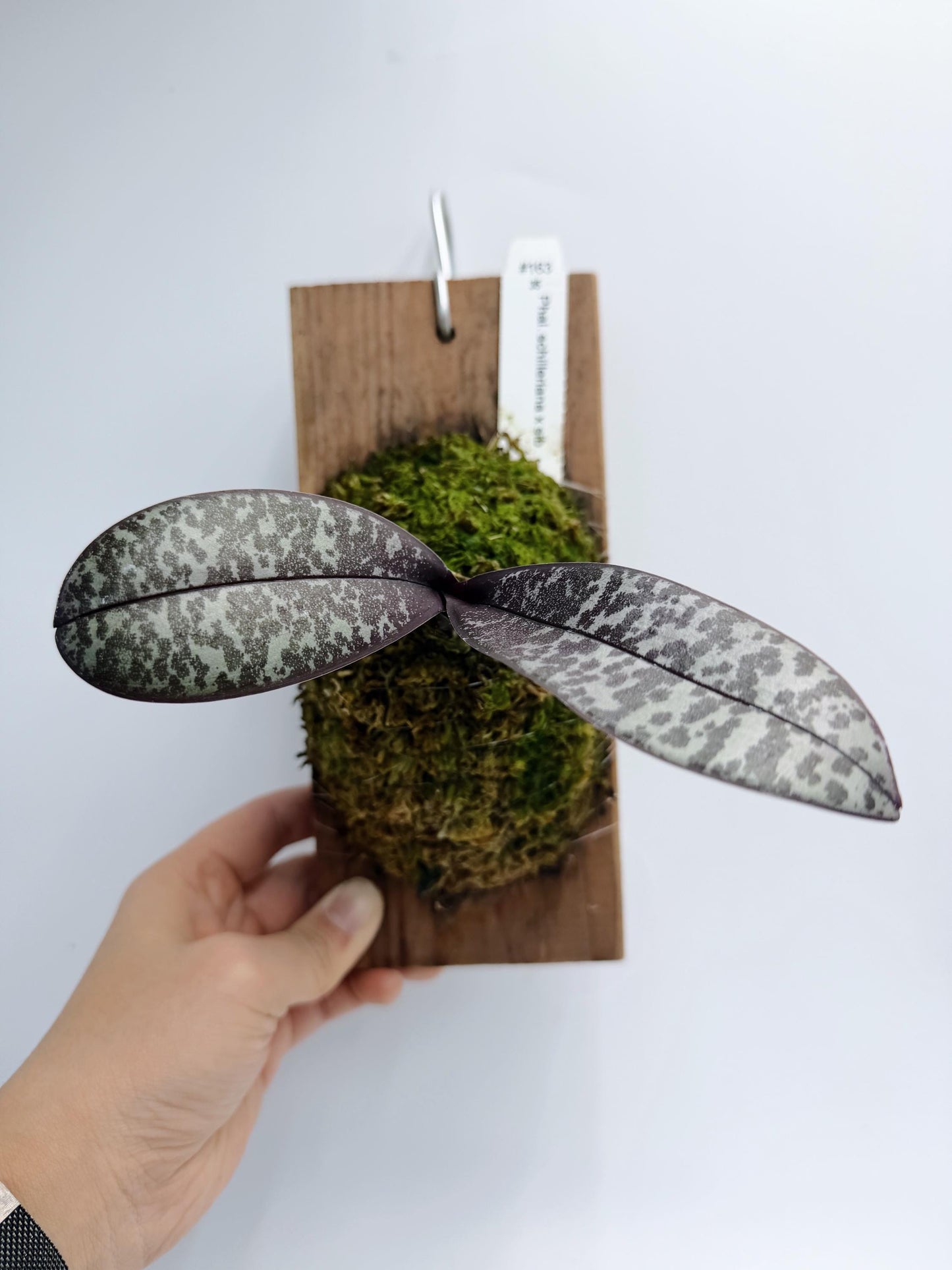 Phalaenopsis Schilleriana xSib