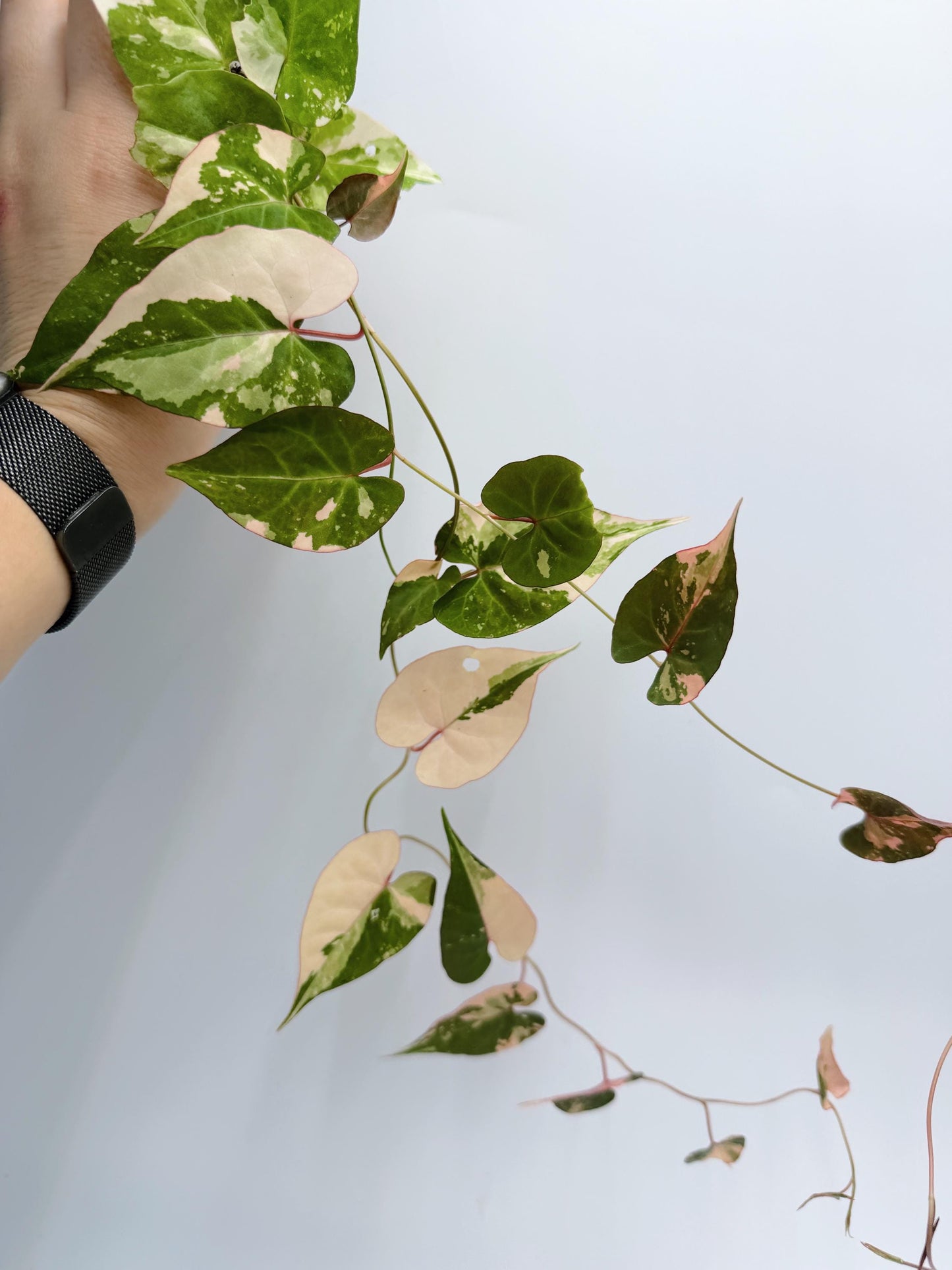Fallopia Multiflora Variegated