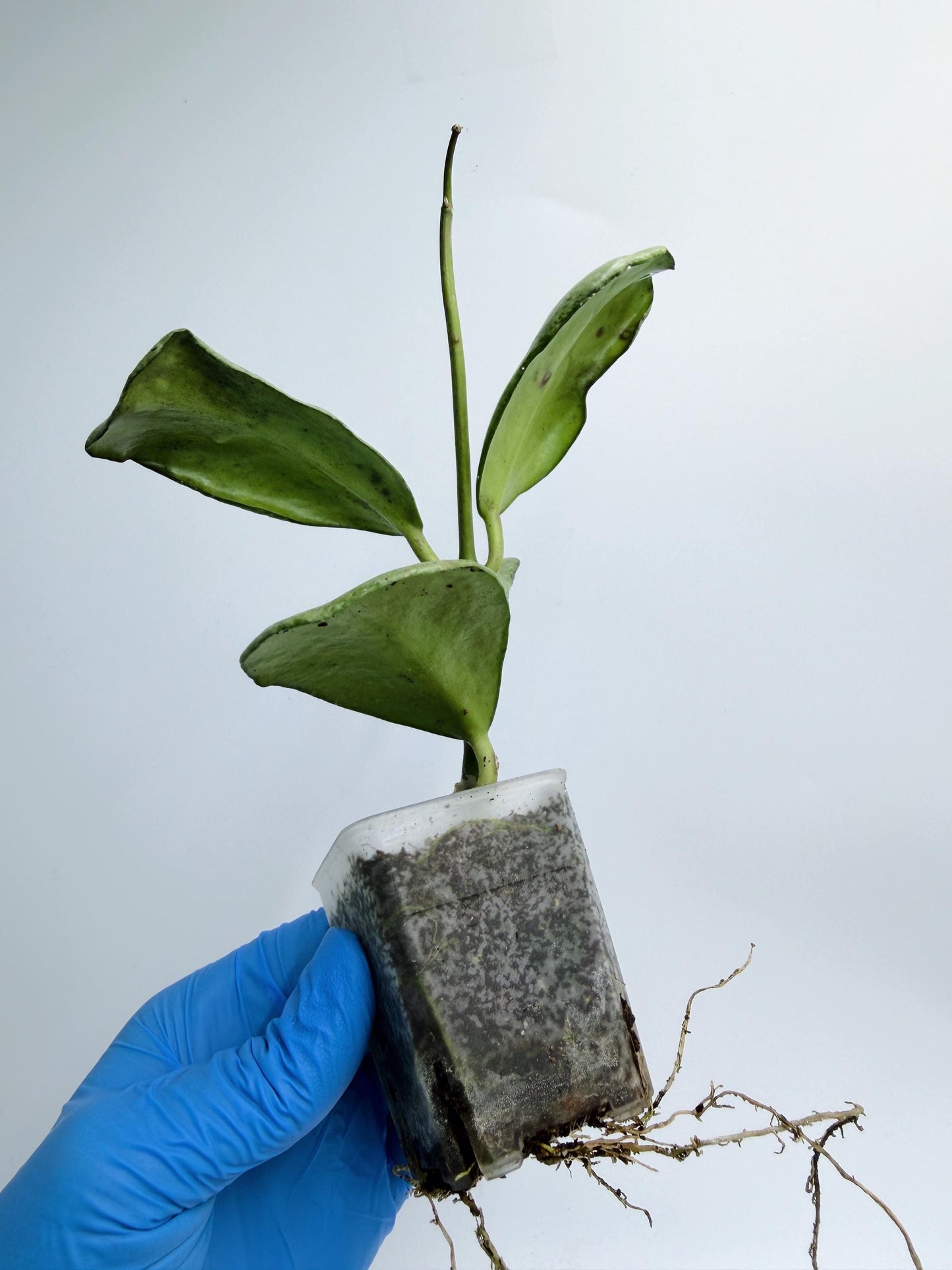 Hoya Chiang Dao Silver