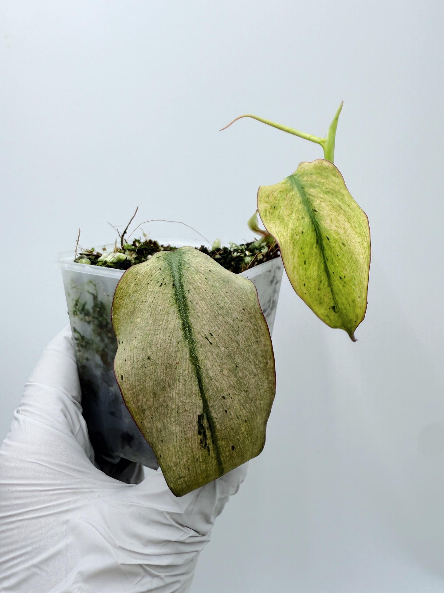 Philodendron Mican Mint Variegated