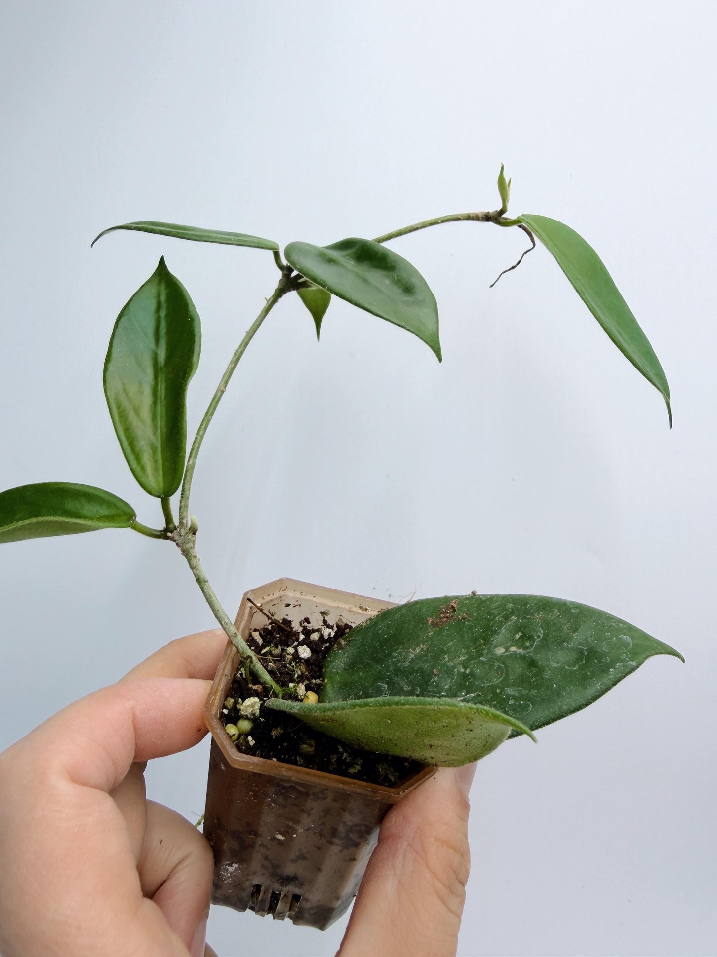 Hoya Vangviengiensis