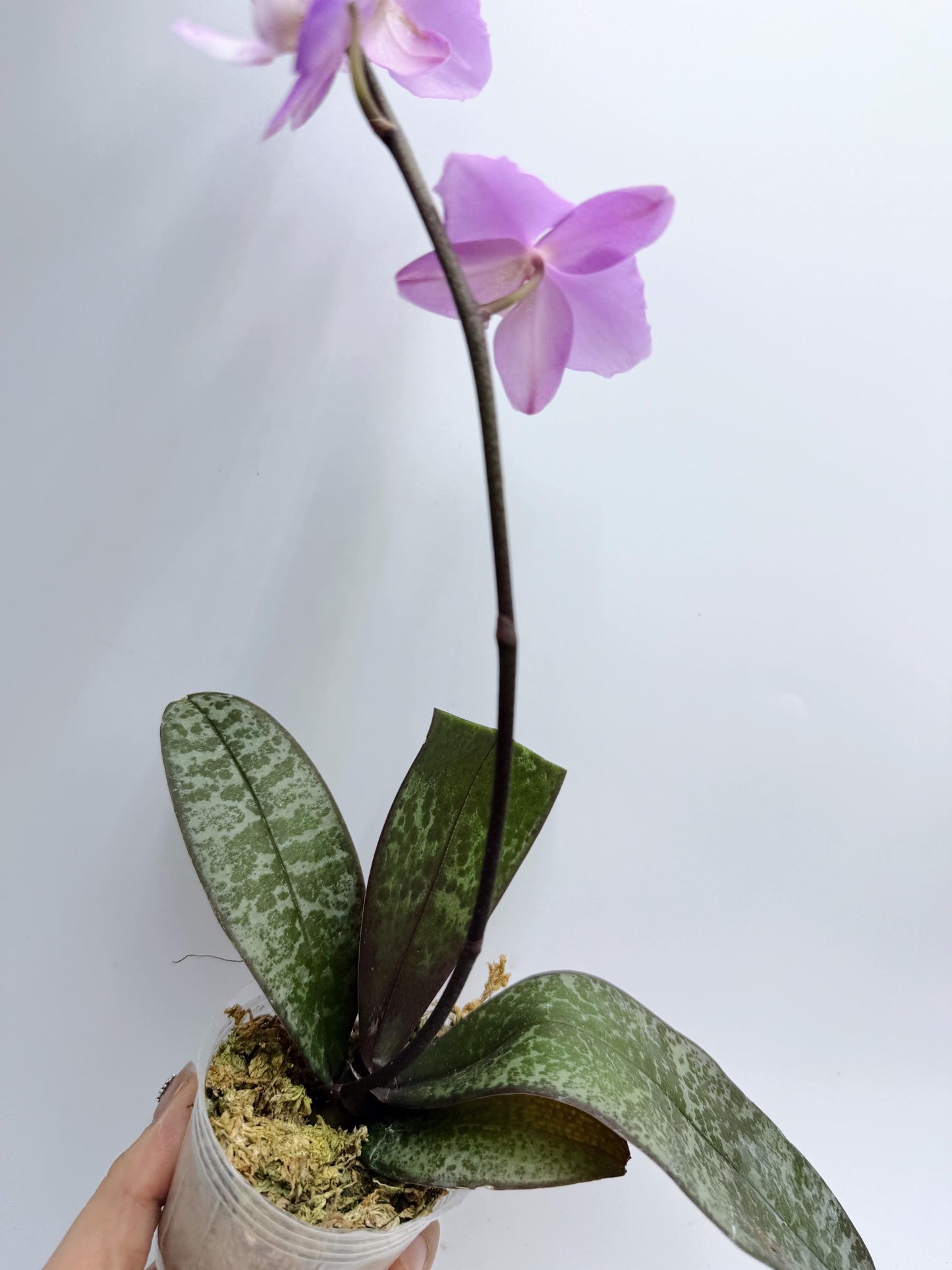 Phalaeropsis Schillgig ‘Pink Barbie’ x Phalaeriopsis Fontaineblau