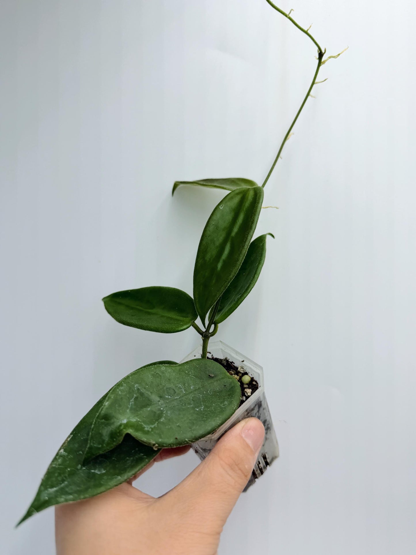 Hoya Vangviengiensis