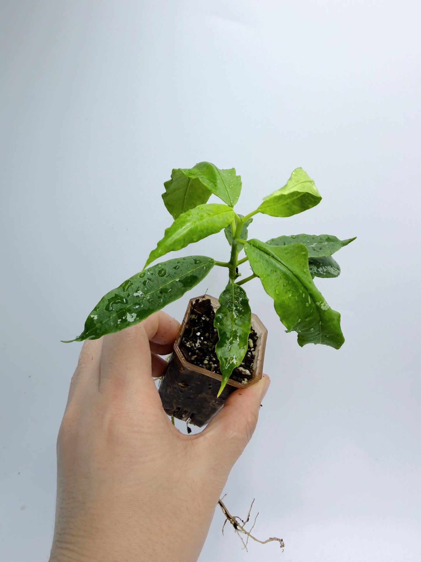 Hoya Solokensis