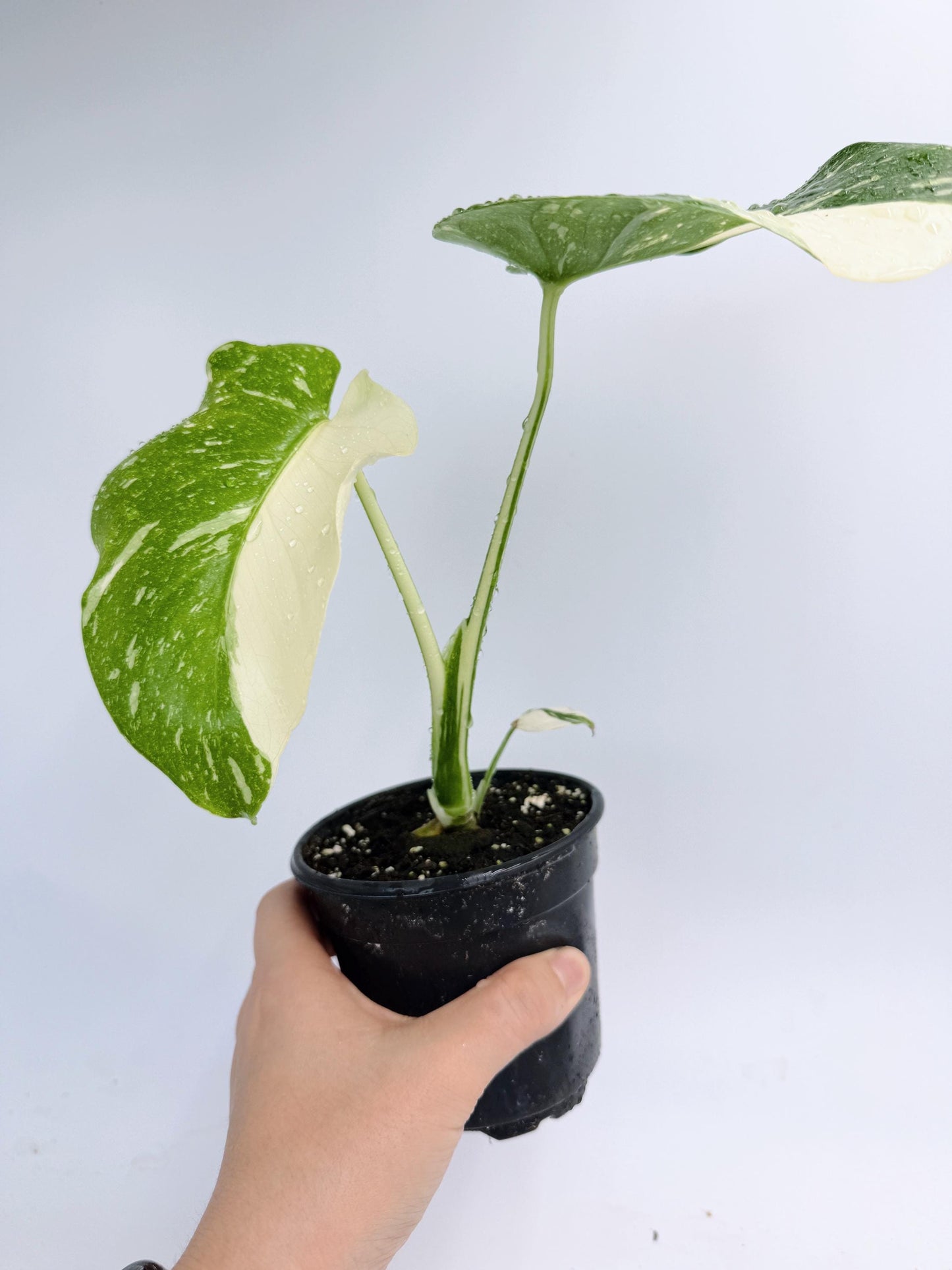Monstera Thai Constellation