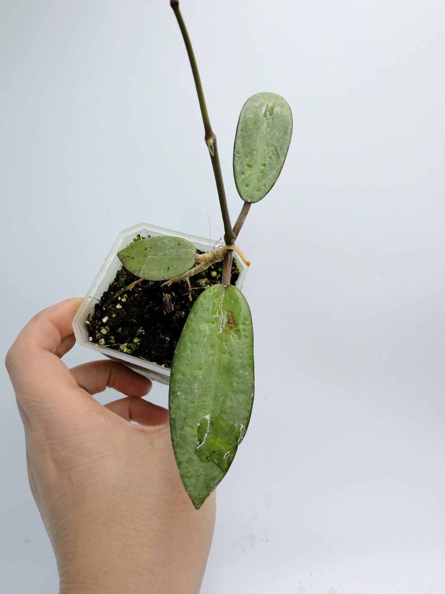 Hoya Silver Dollar