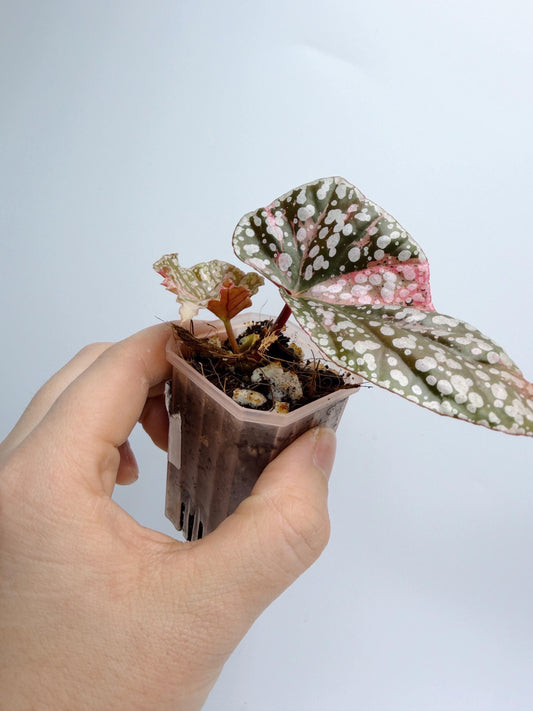Begonia Snow Capped Variegated