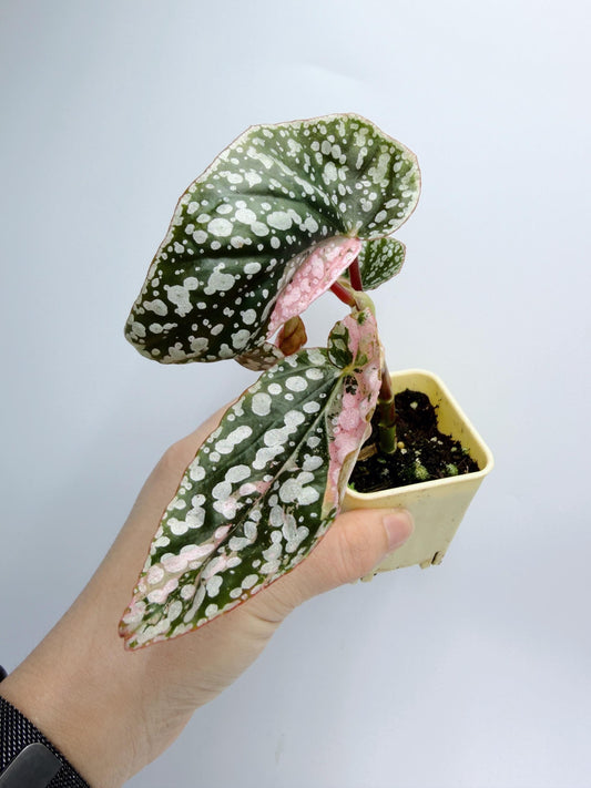 Begonia Snow Capped Variegated