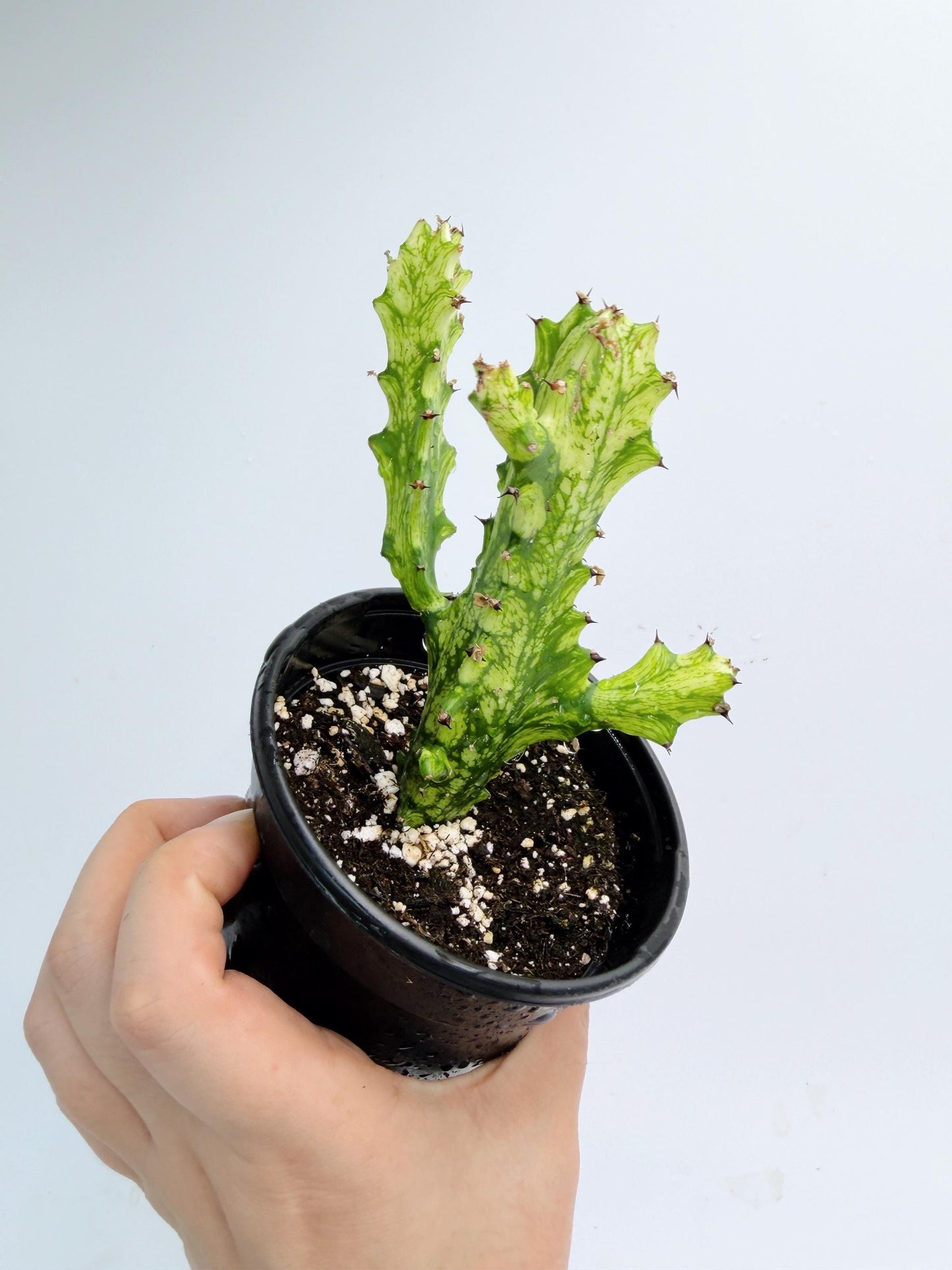 Euphorbia Trigona Variegated