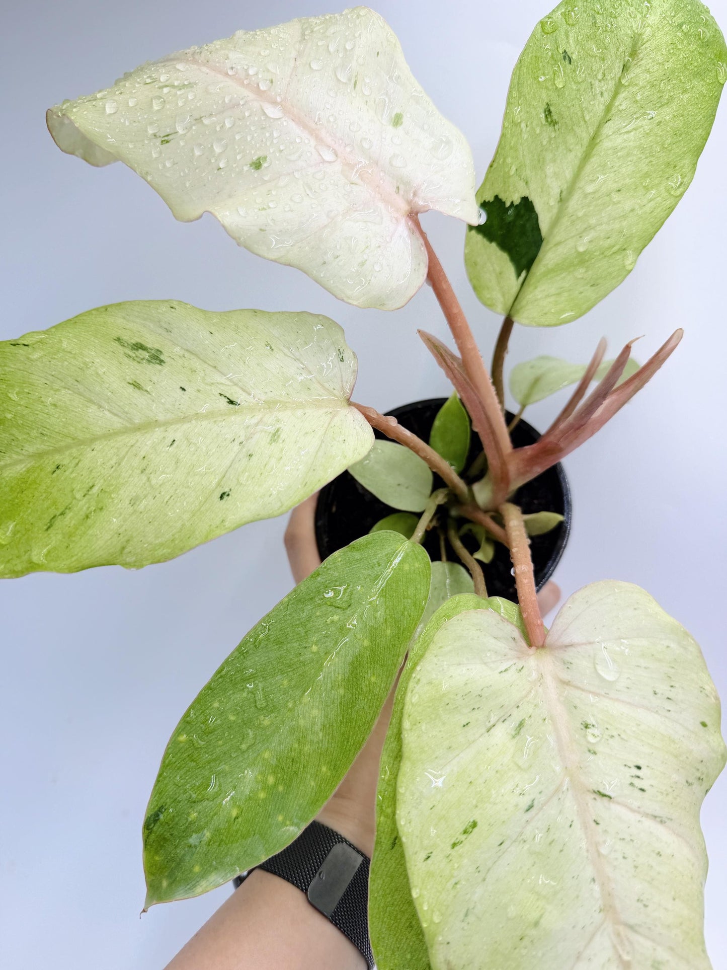 Philodendron Snow Drift