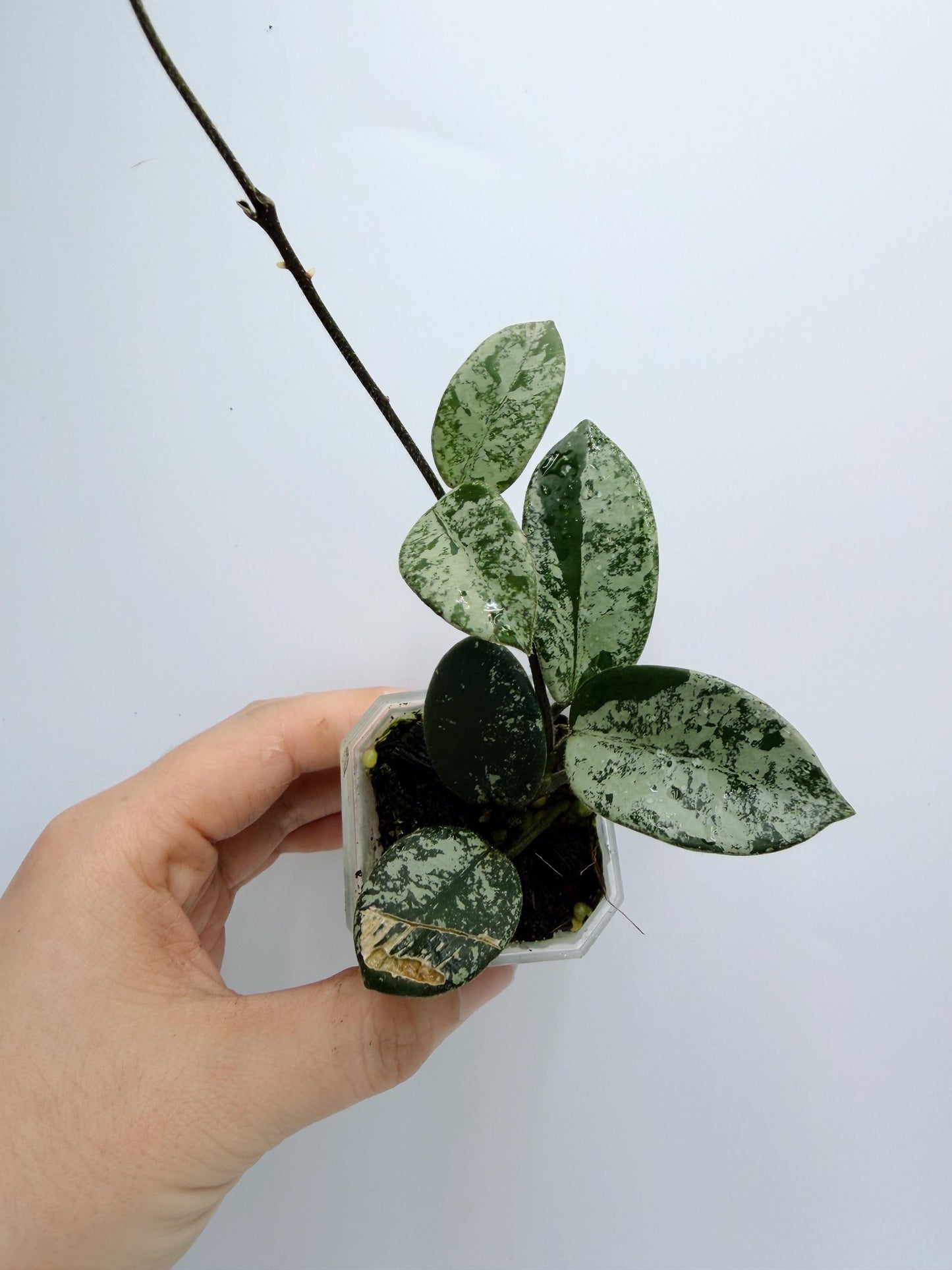 Hoya Mathilde Splash