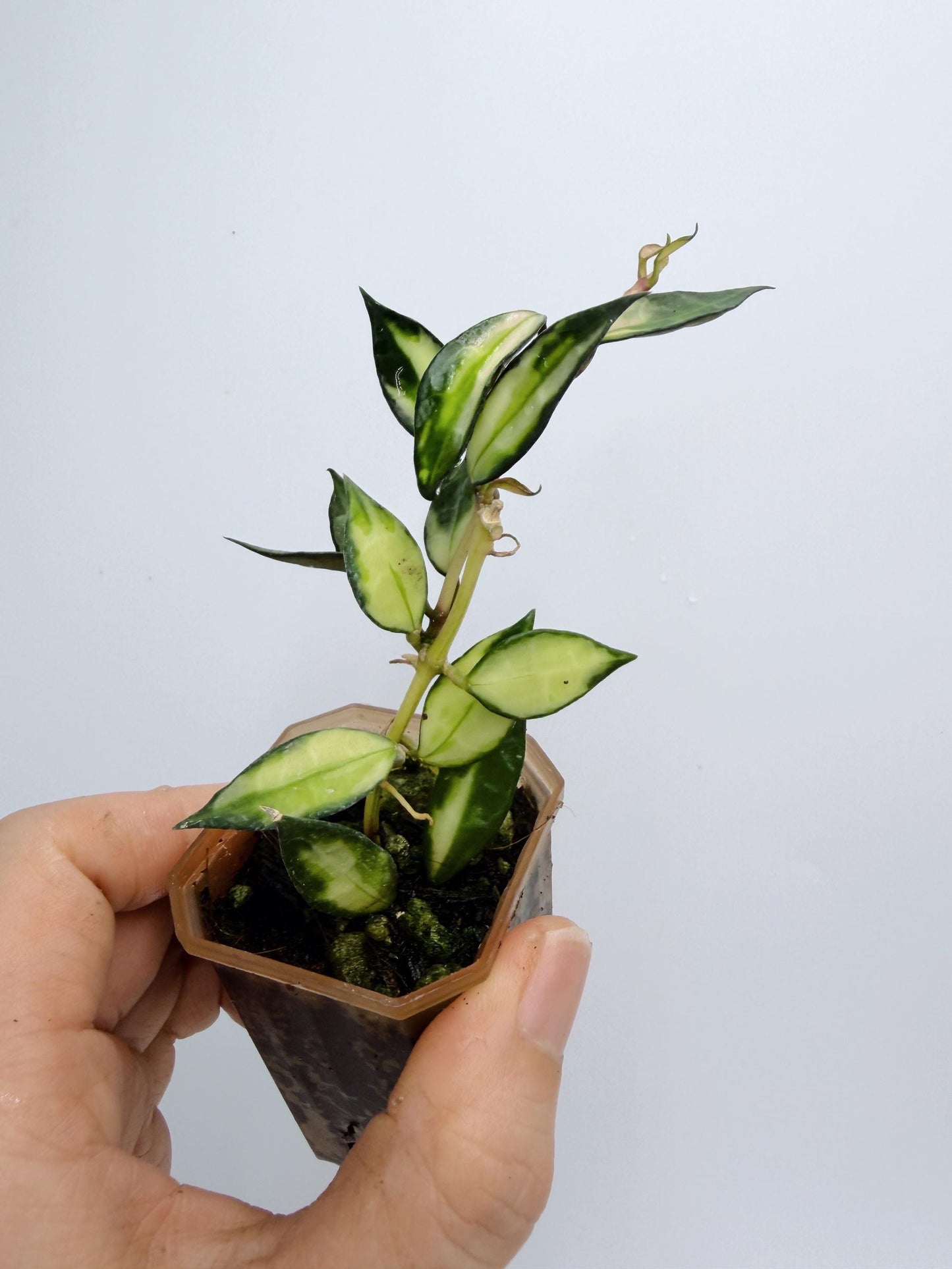 Hoya Lacunosa Inner Variegated