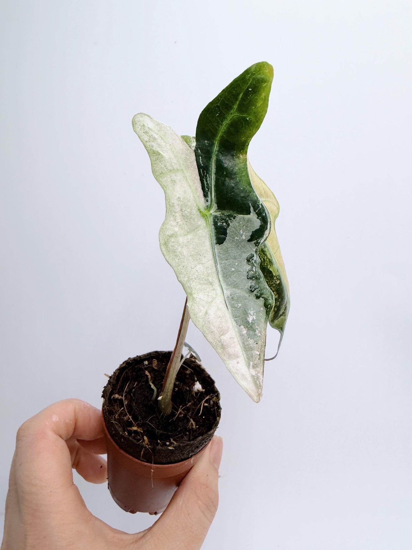 Alocasia Nobilis Pink