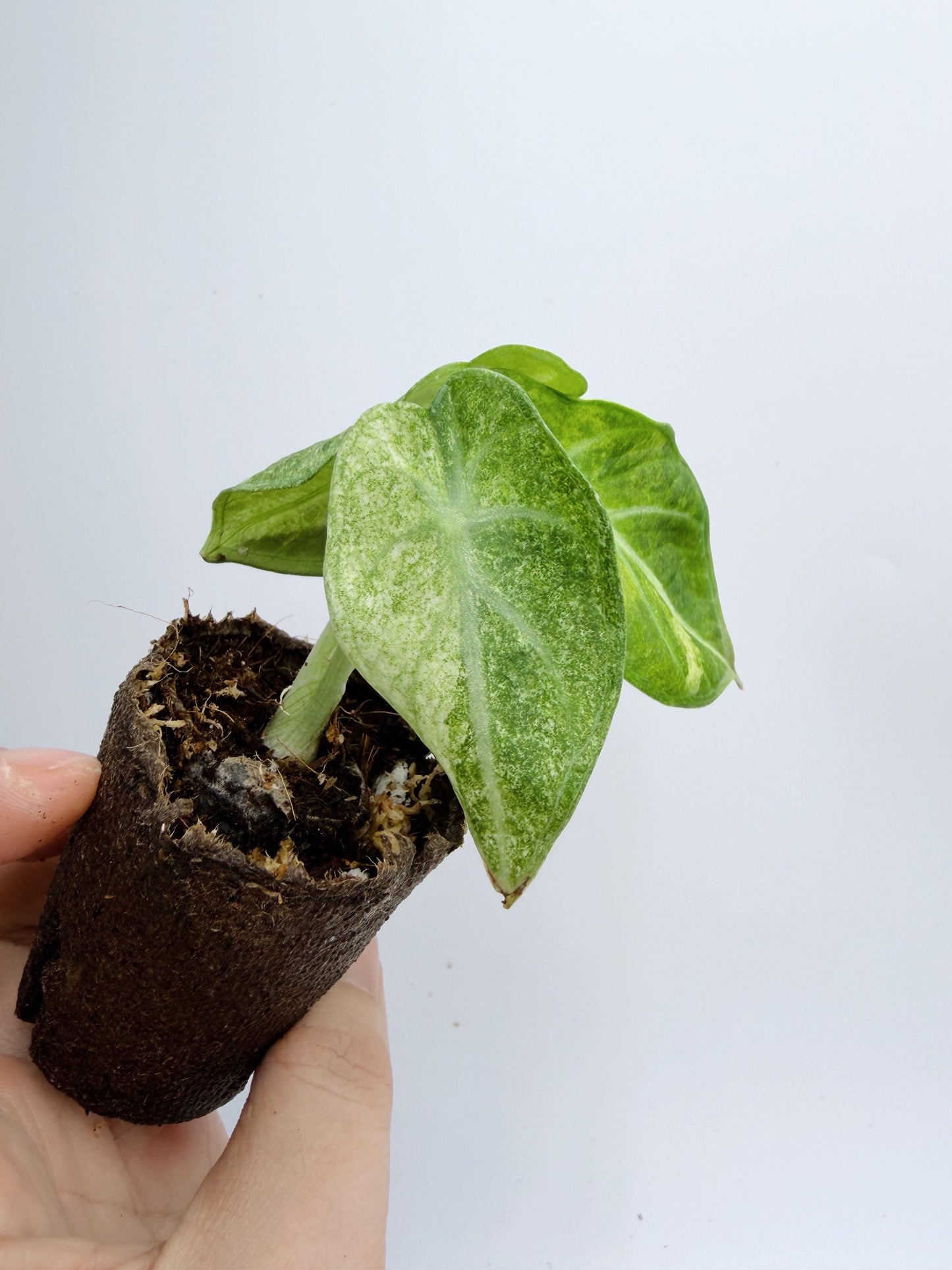 Alocasia Ninja Mint