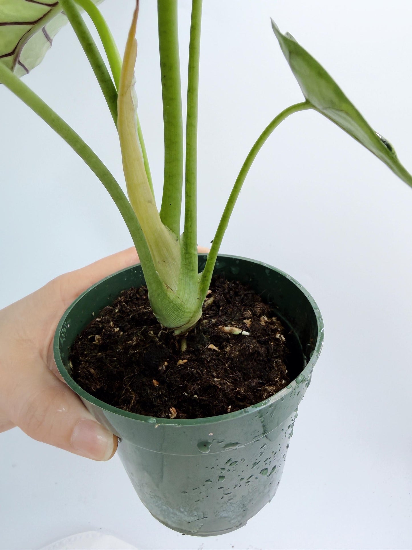 Alocasia Dragon Scale Mint