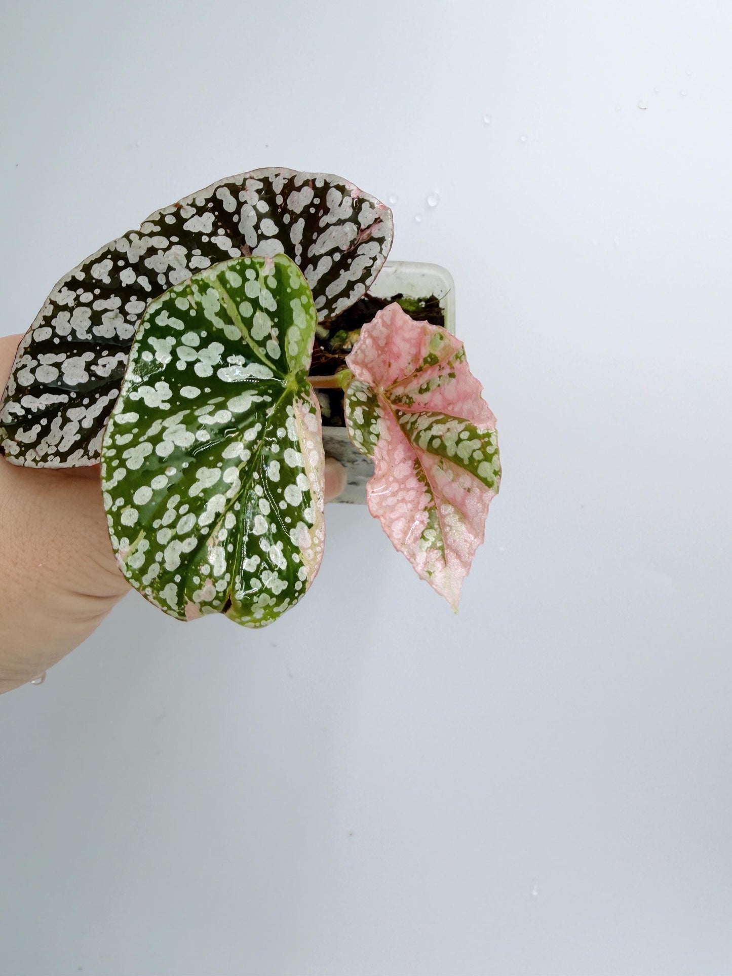 Begonia Snow Capped Variegated