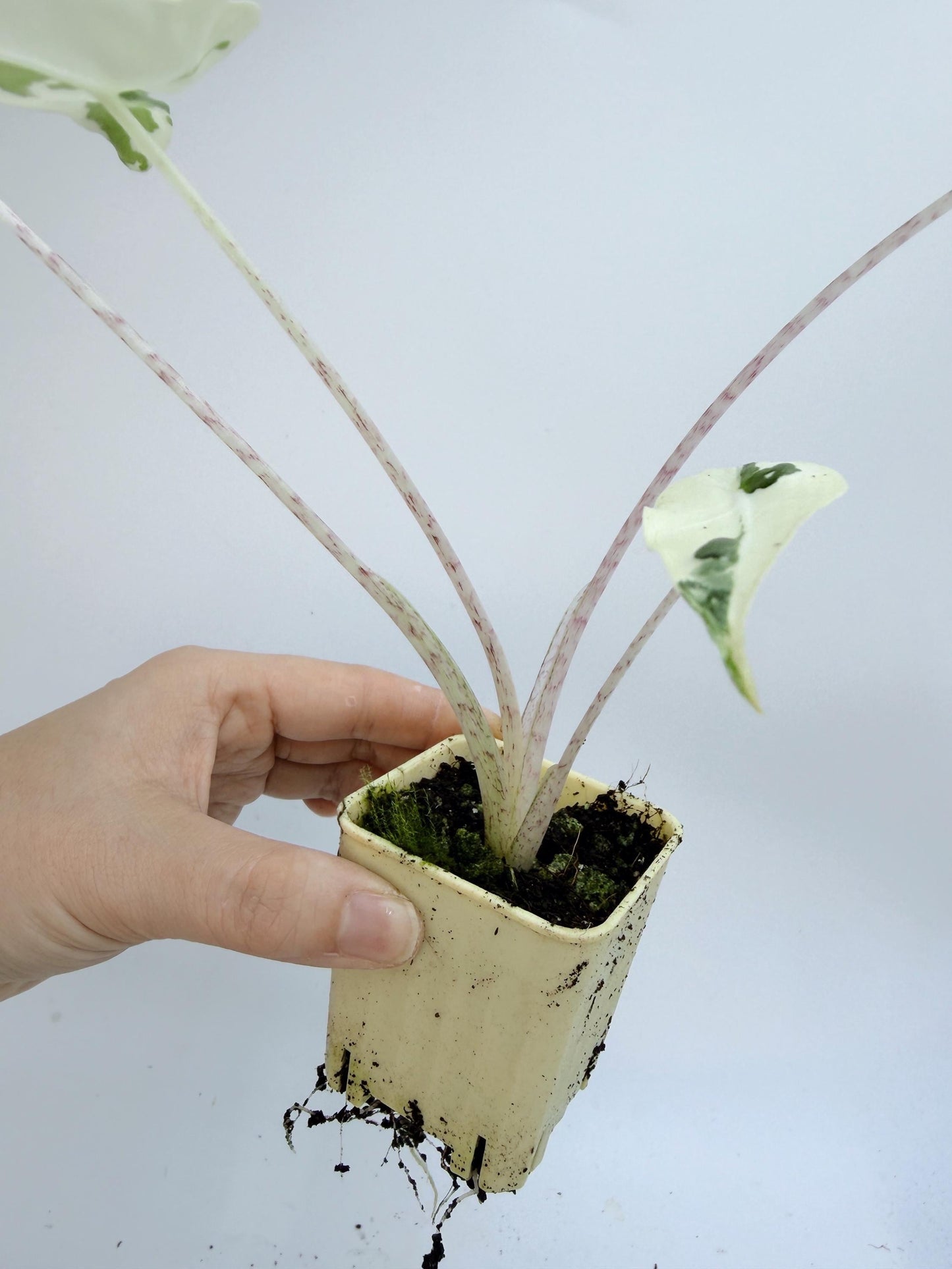 Alocasia Sarian Albo