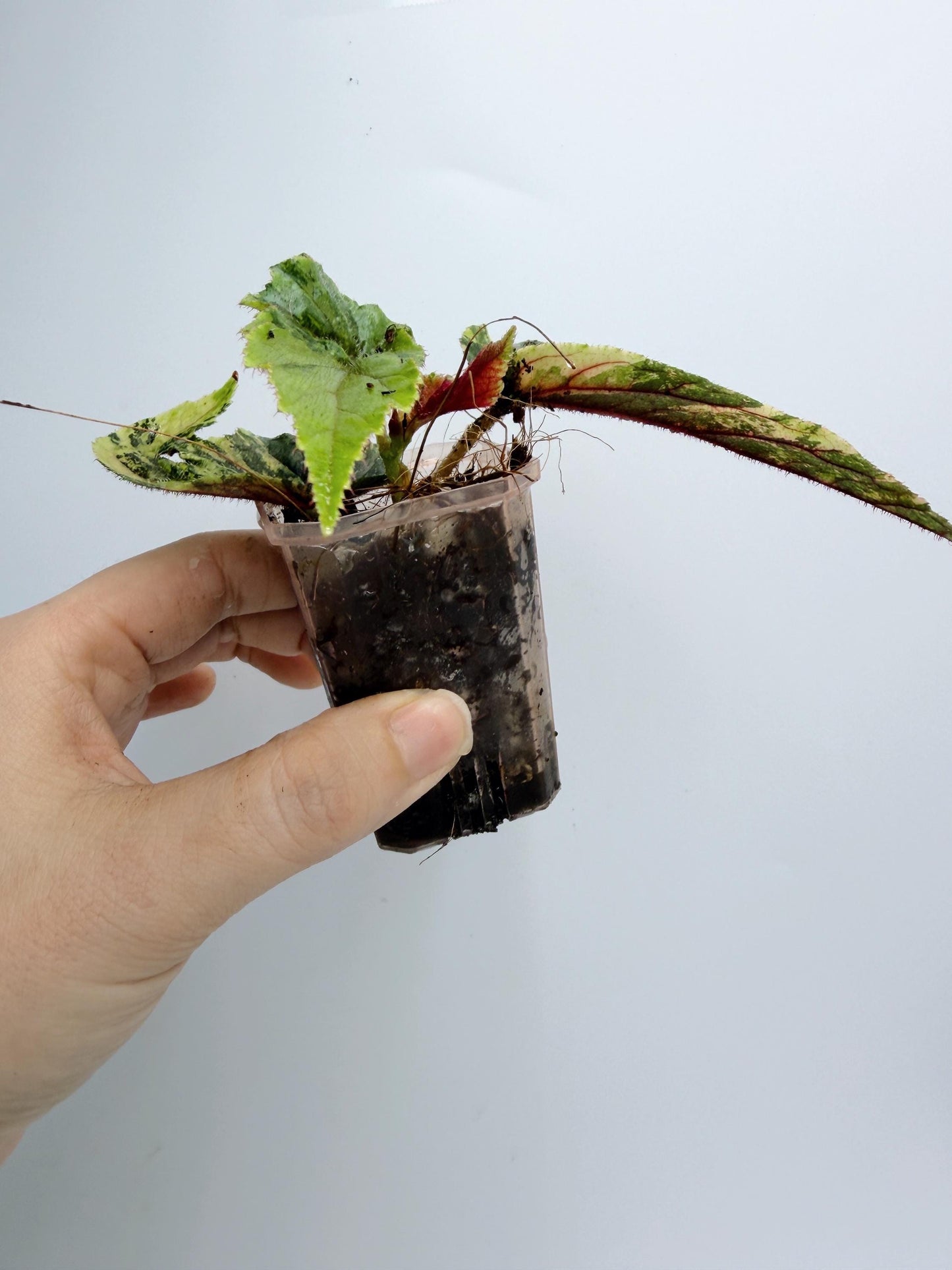 Begonia Ginny Galaxy Variegated