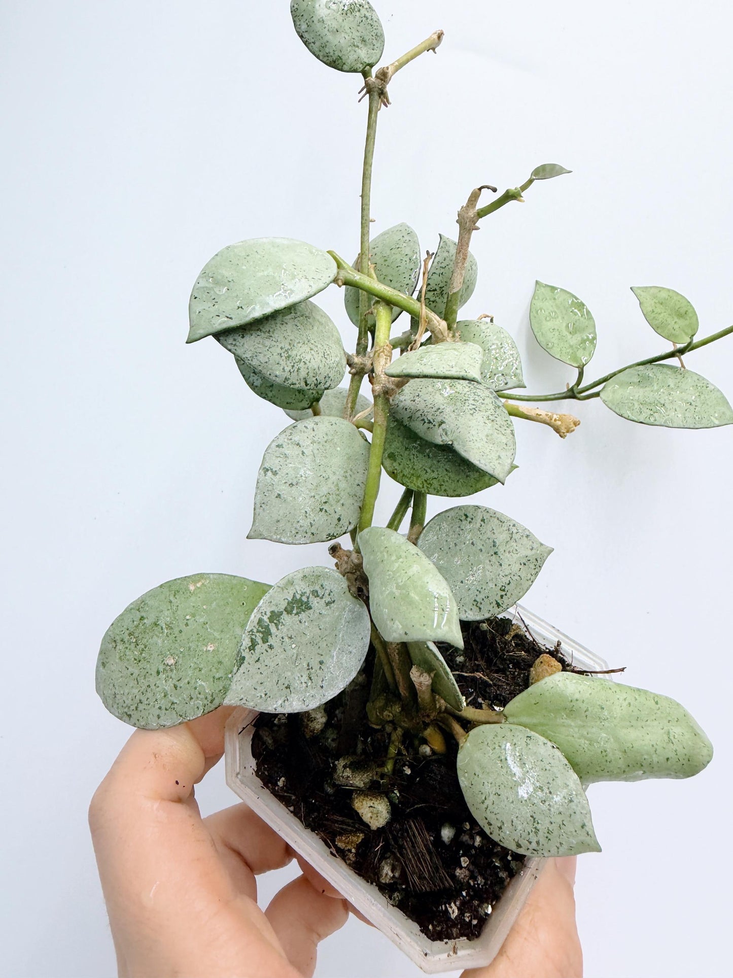 Hoya Lacunosa Silver Mint Coin