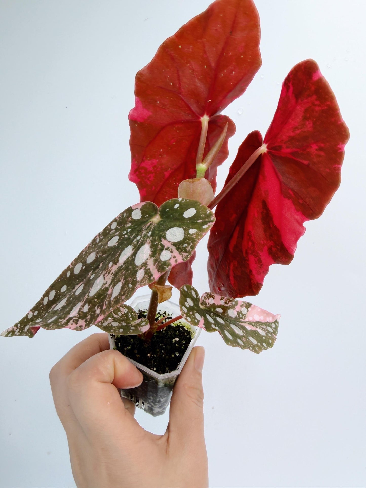 Begonia Maculata Pink Variegated