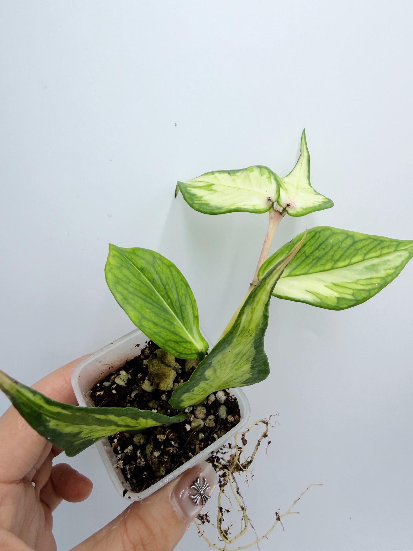 Hoya Polyneura Inner Variegated
