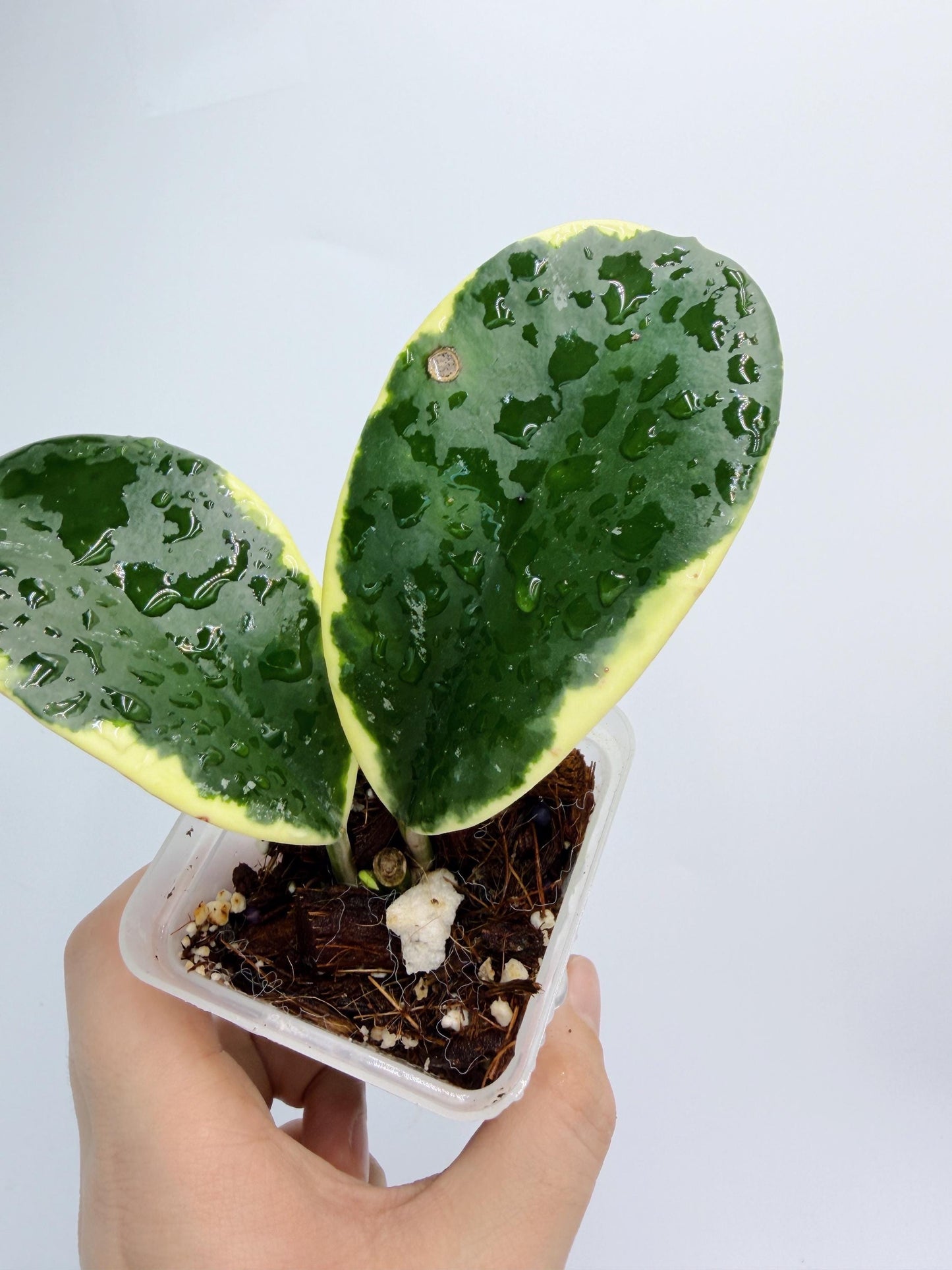 Hoya sp. Ea So - Daklak Fofest