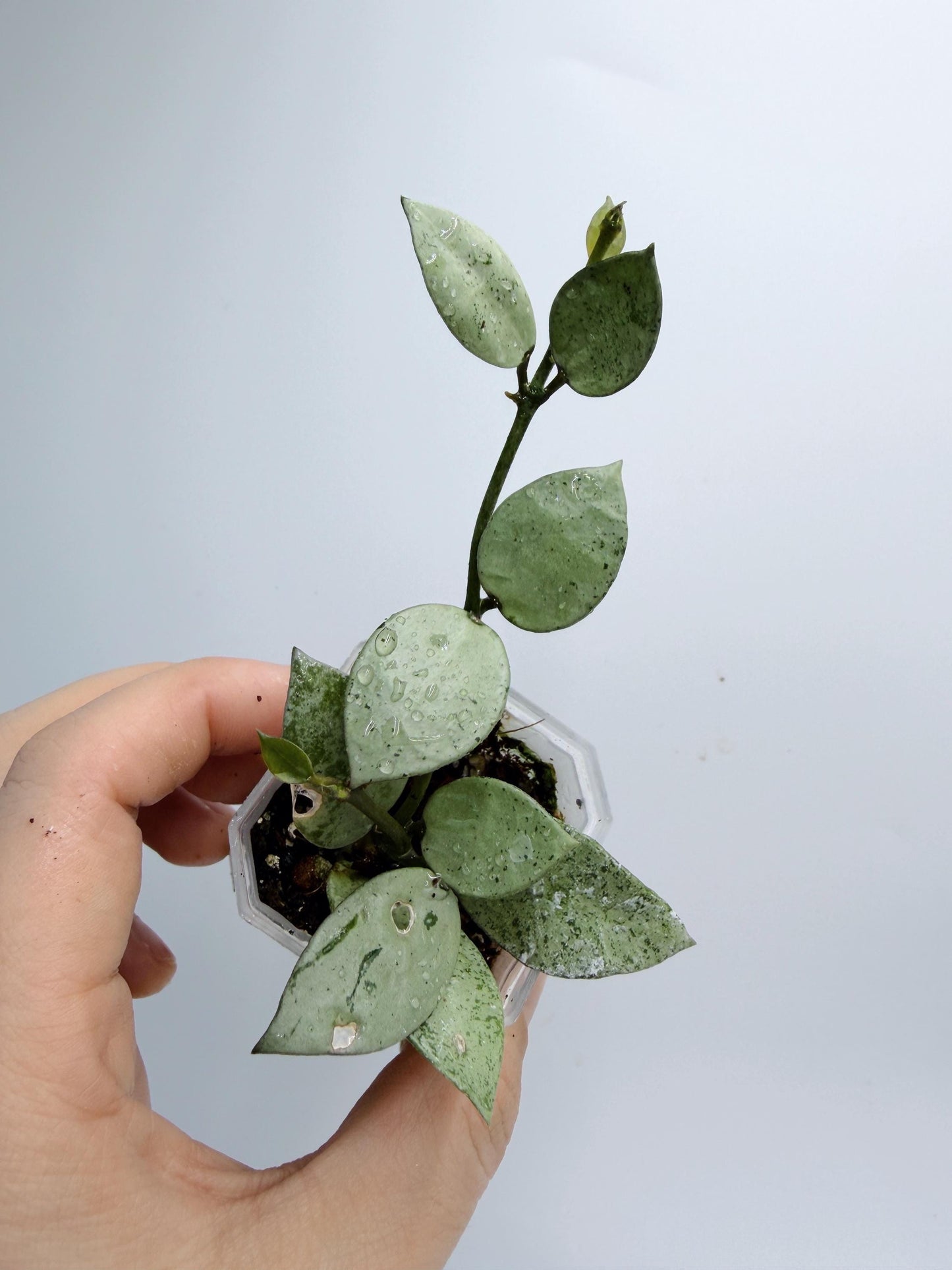 Hoya Lacunosa Silver Mint Coin