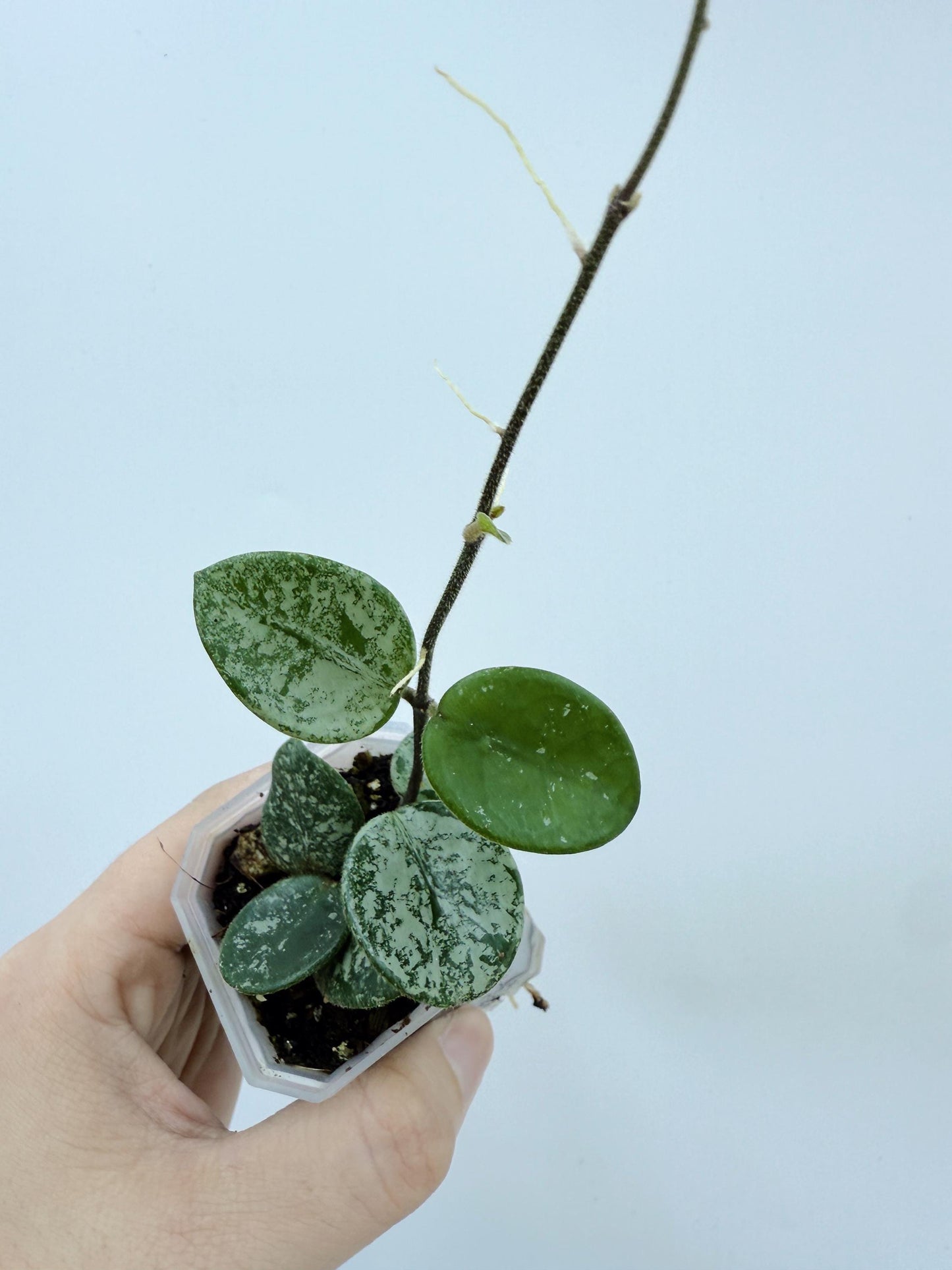 Hoya Mathilde Splash