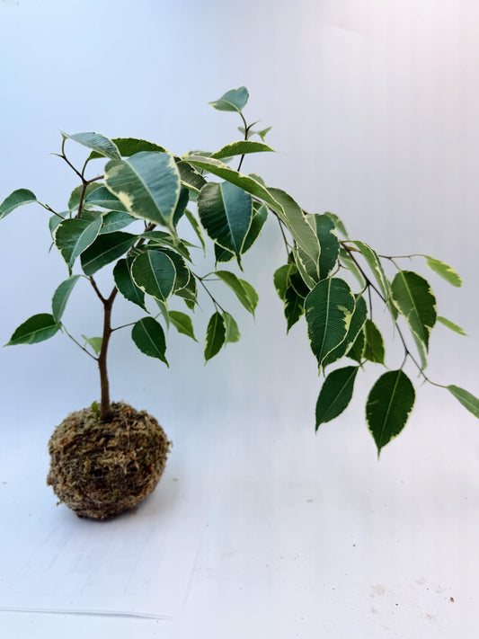 Ficus Benjamina Variegated Kokedama