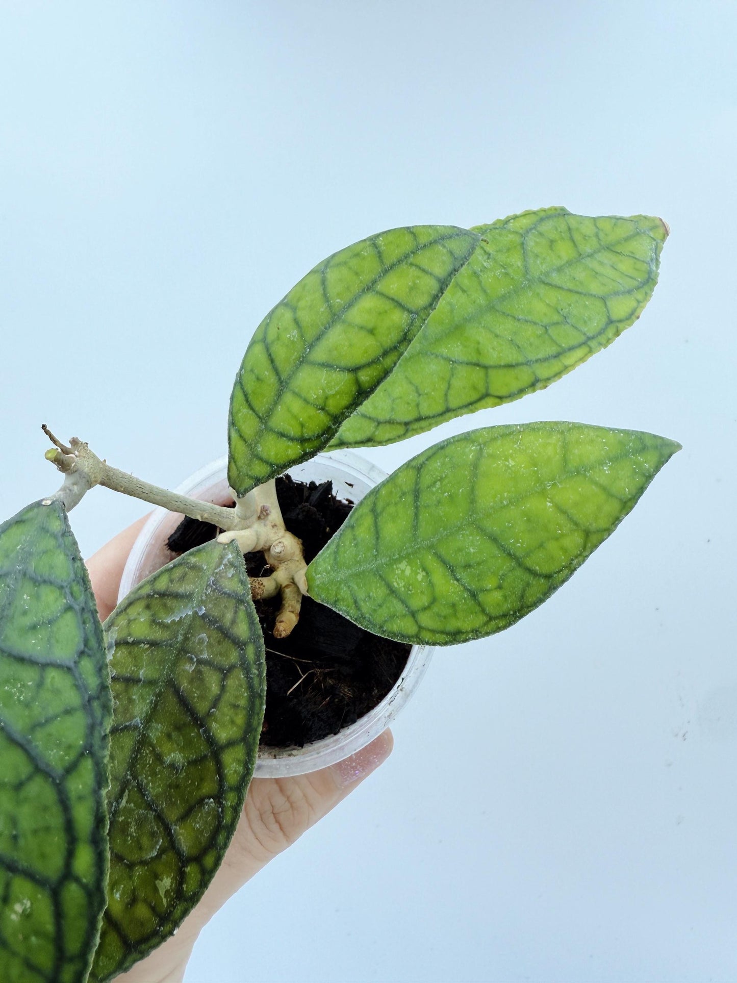 Hoya Callistophylla