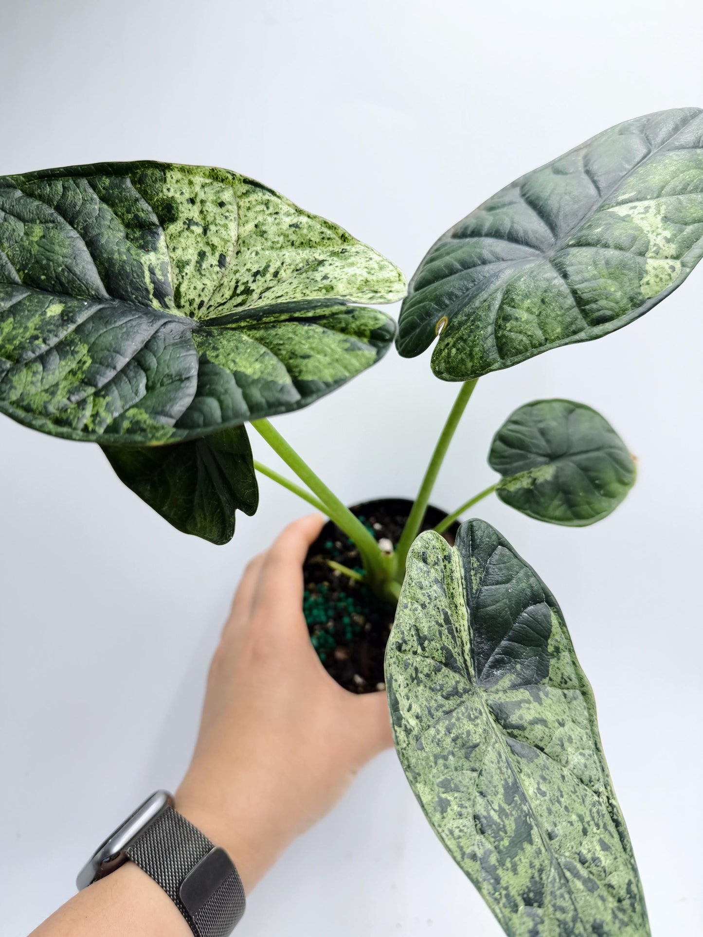 Alocasia Dragon Scale Mint