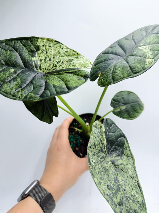 Alocasia Dragon Scale Mint