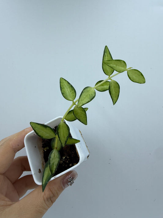 Hoya Bella Inner Variegated