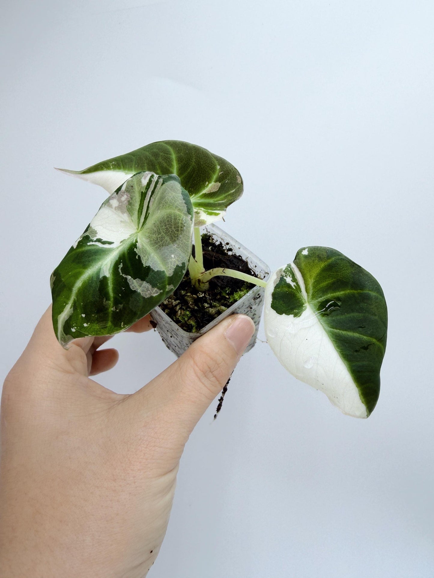 Alocasia Black Velvet Pink Variegated