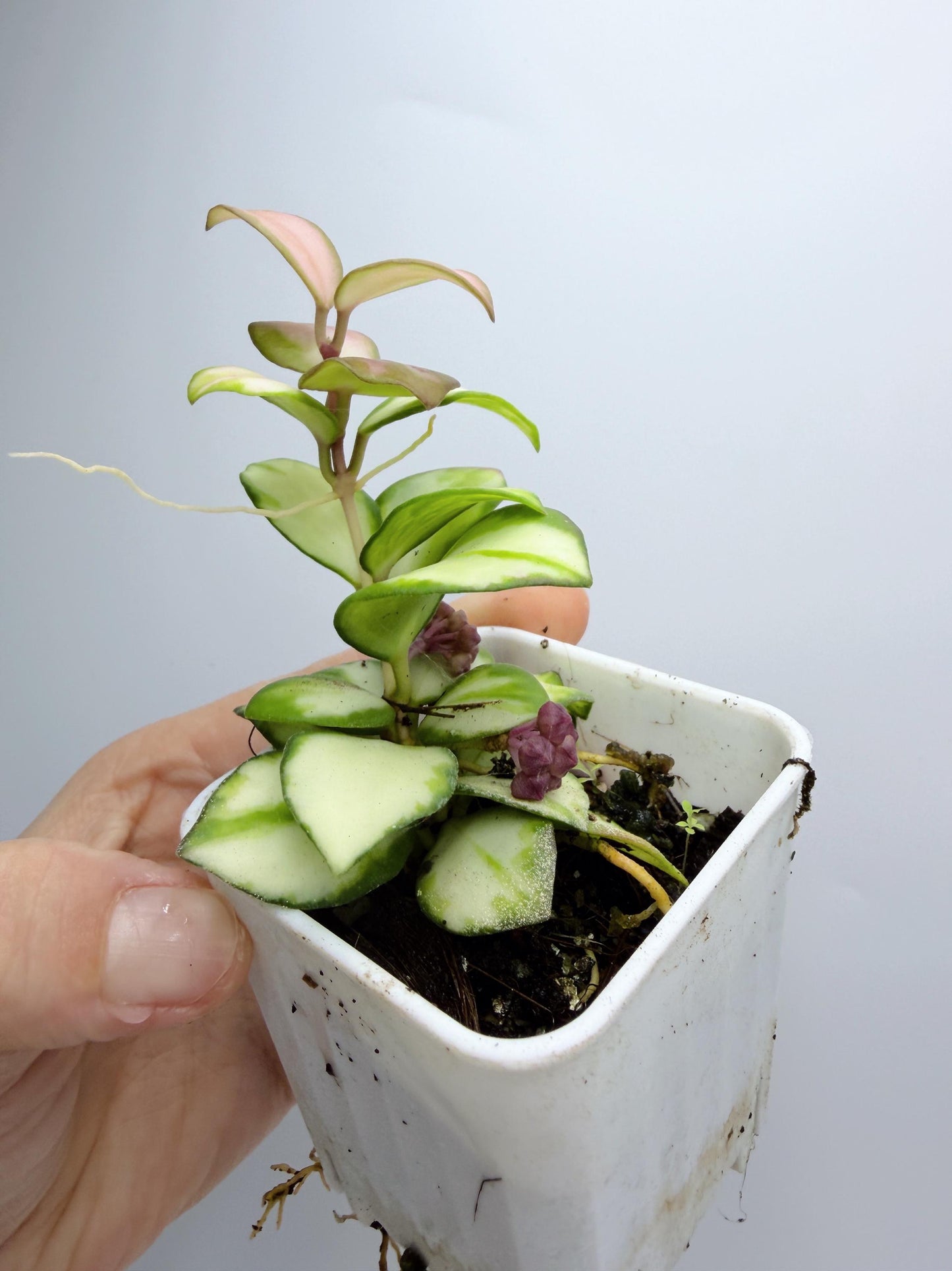 Hoya Heuschkeliana Variegated