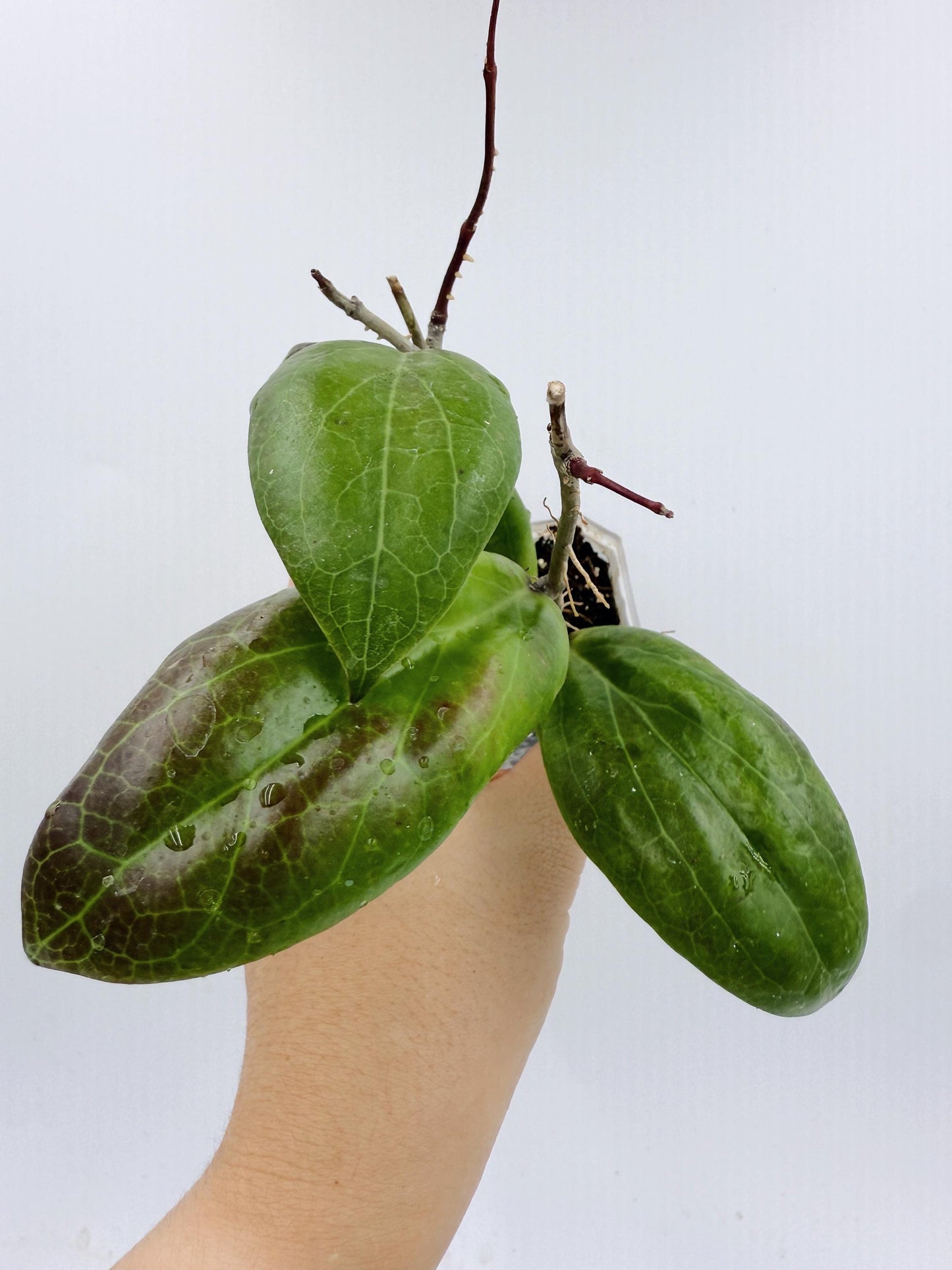 Hoya Swiffer's Dream