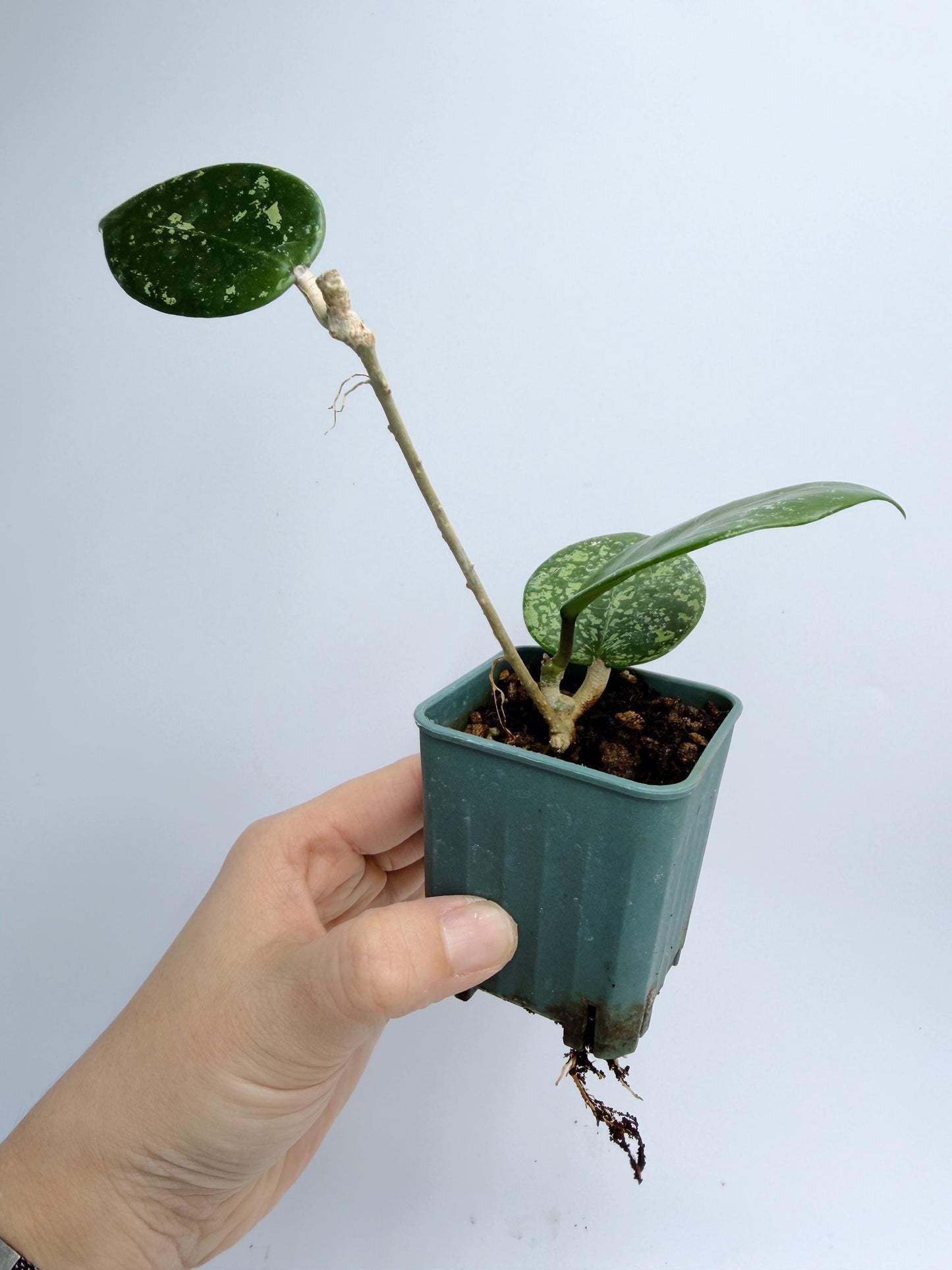 Hoya Verticillata Heart Leaves Splash