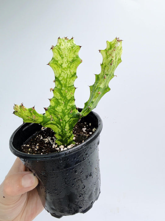 Euphorbia Trigona Variegated