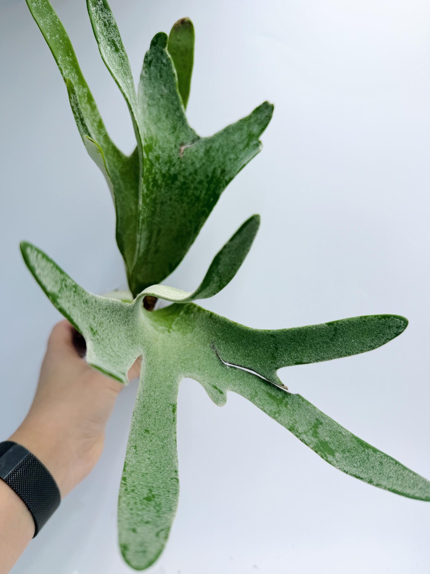 Platycerium Redleyi 'fine stem'