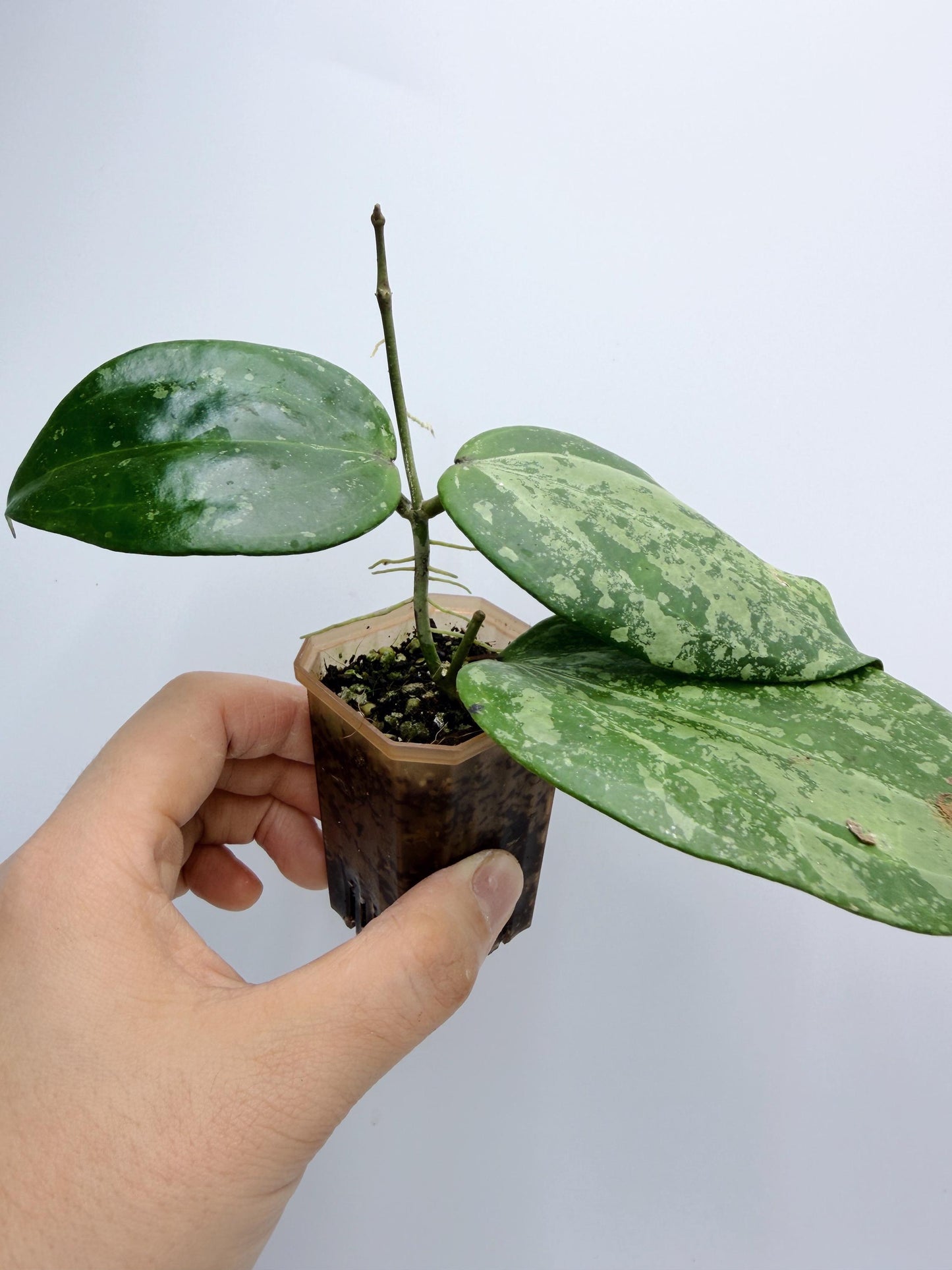 Hoya Michele Silver/Splash