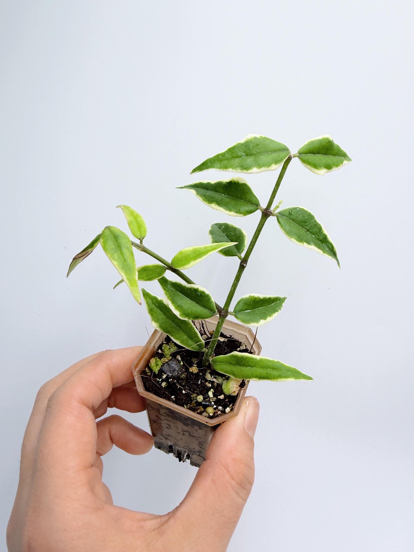 Hoya Bella Outer Variegated