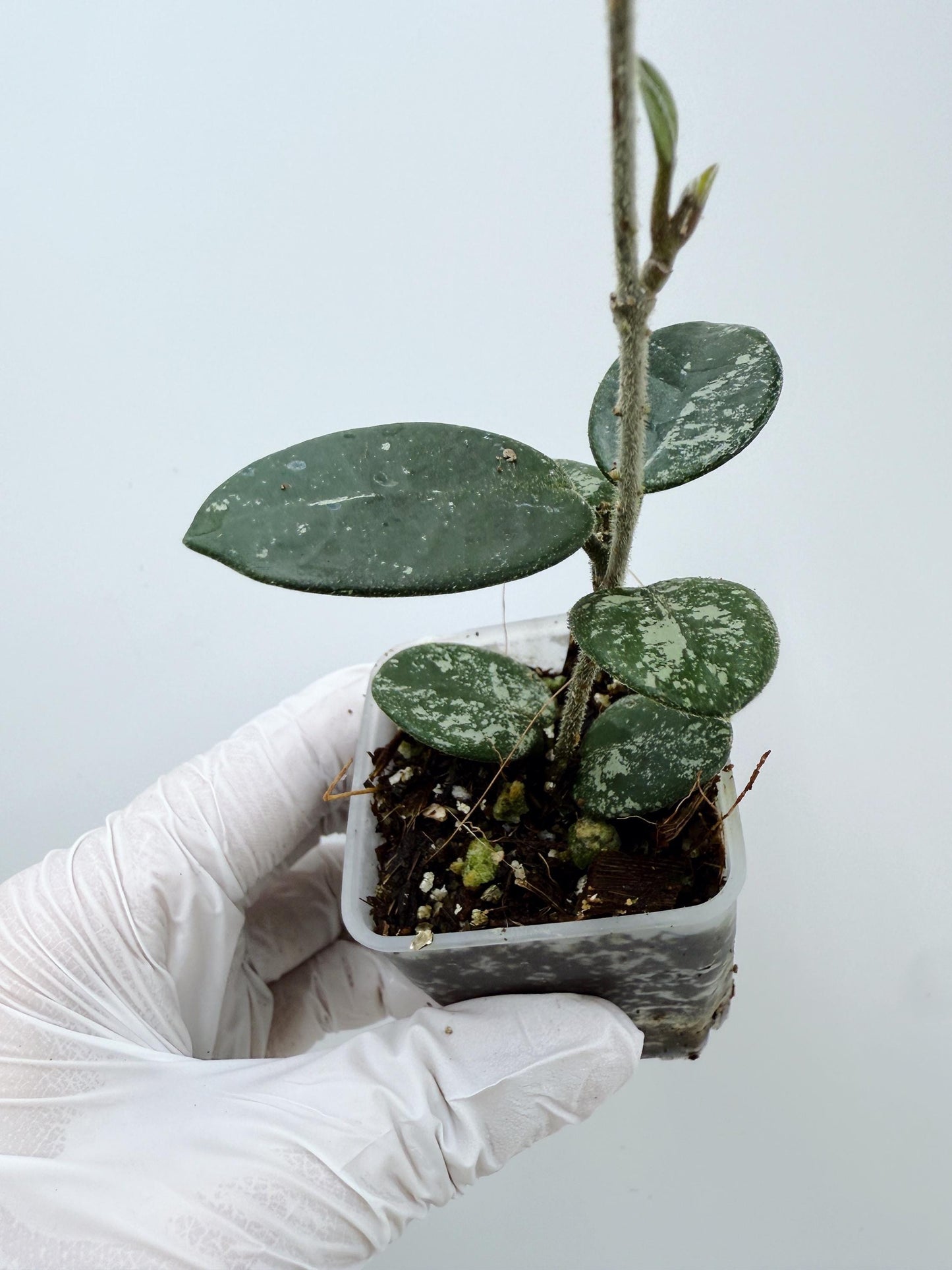 Hoya Mathilde Splash