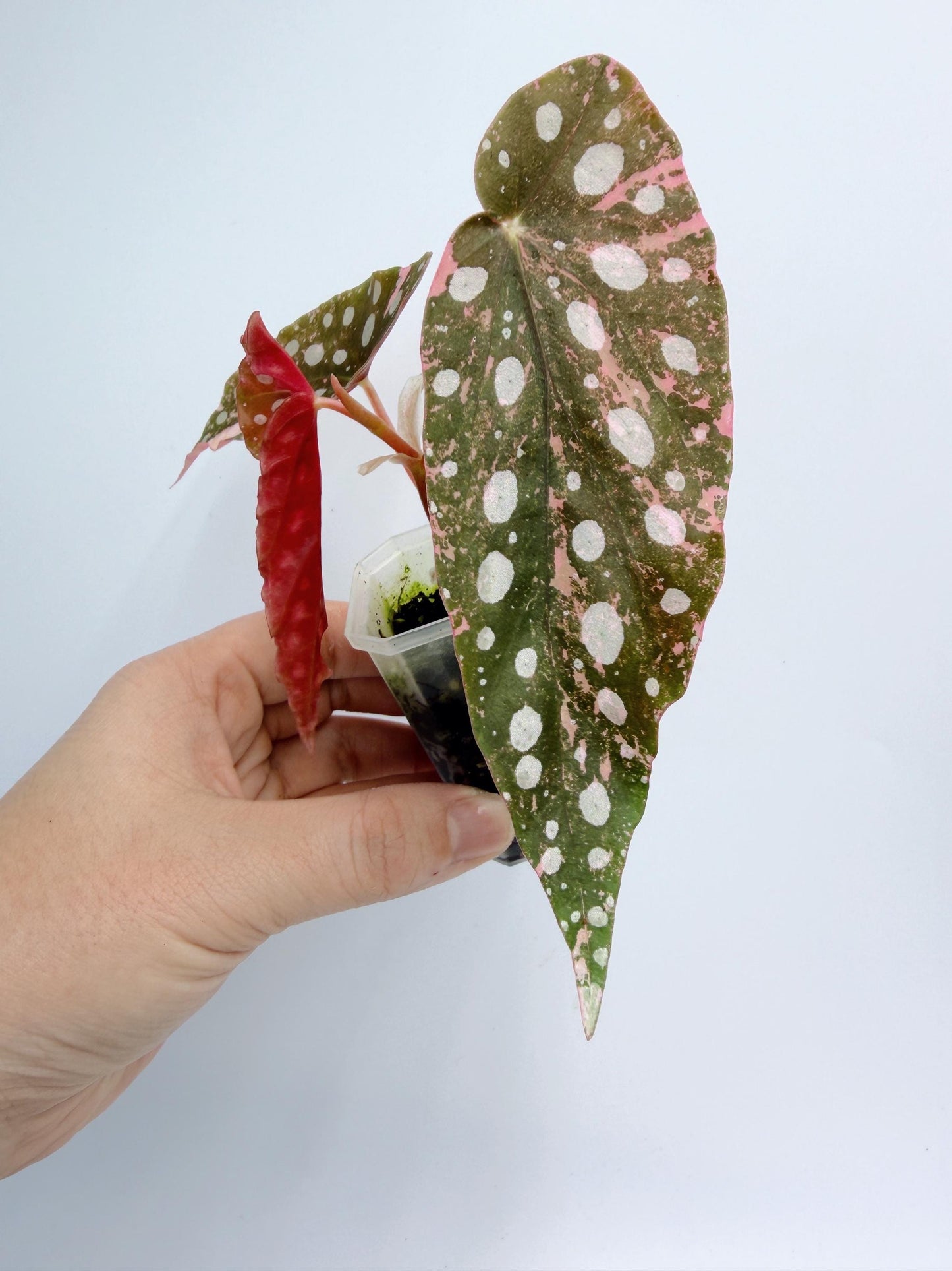 Begonia Maculata Pink Variegated